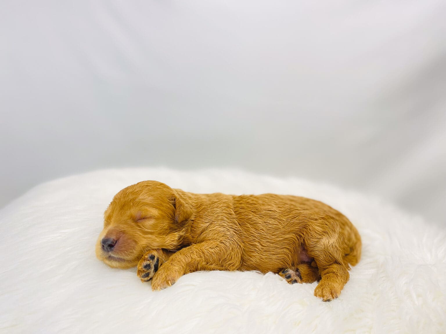 I am just a tiny baby and would love to join your family soon! Of course, you can’t see how cute and curly I will be when I get older, so the Dog Club will send updated photos when I am about 6 to 7 weeks old, if you choose to adopt me. Infant puppy deposits are refundable or transferrable.
