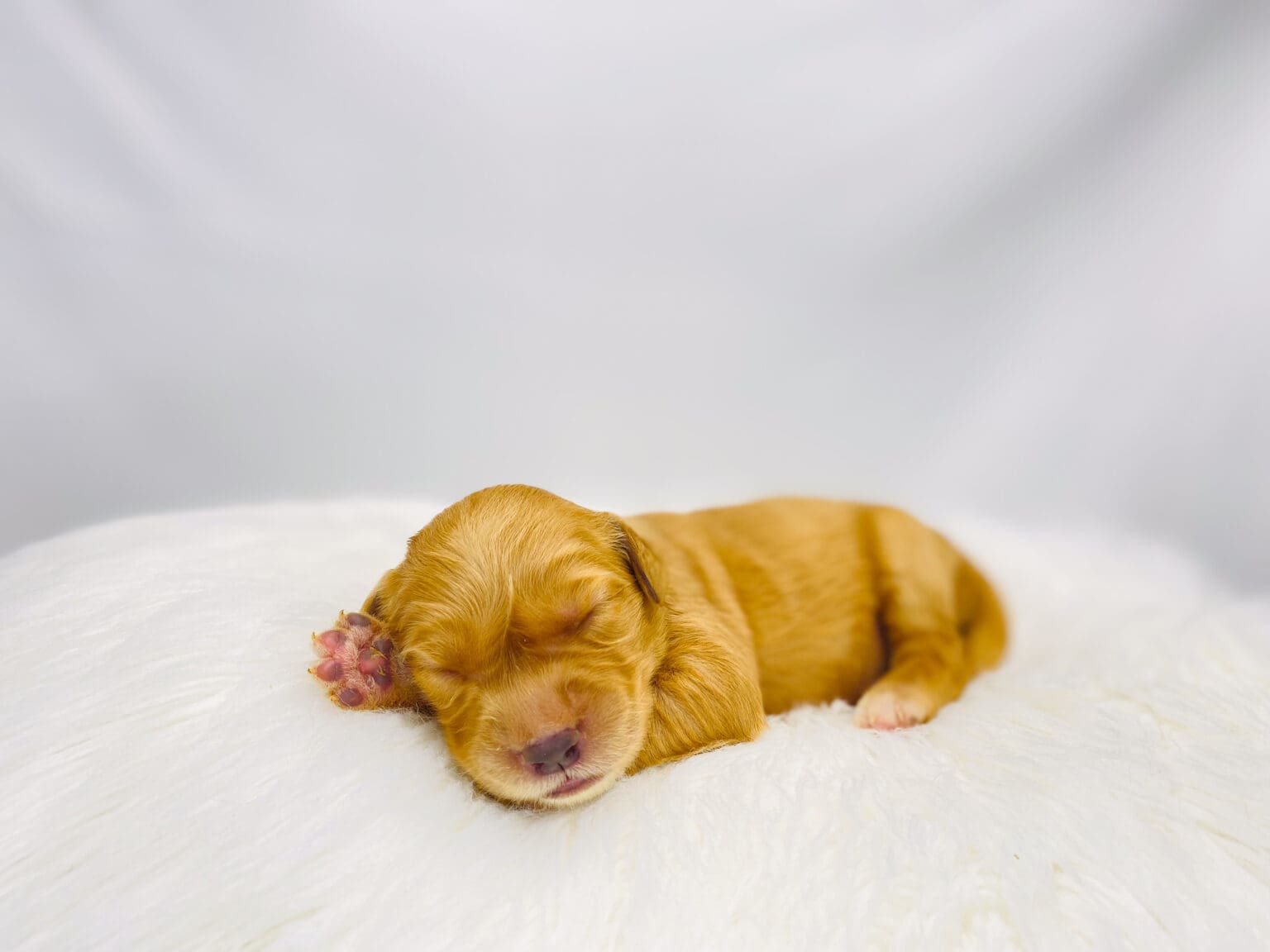 I am just a tiny baby and would love to join your family soon! Of course, you can’t see how cute and curly I will be when I get older, so the Dog Club will send updated photos when I am about 6 to 7 weeks old, if you choose to adopt me. Infant puppy deposits are refundable or transferrable.