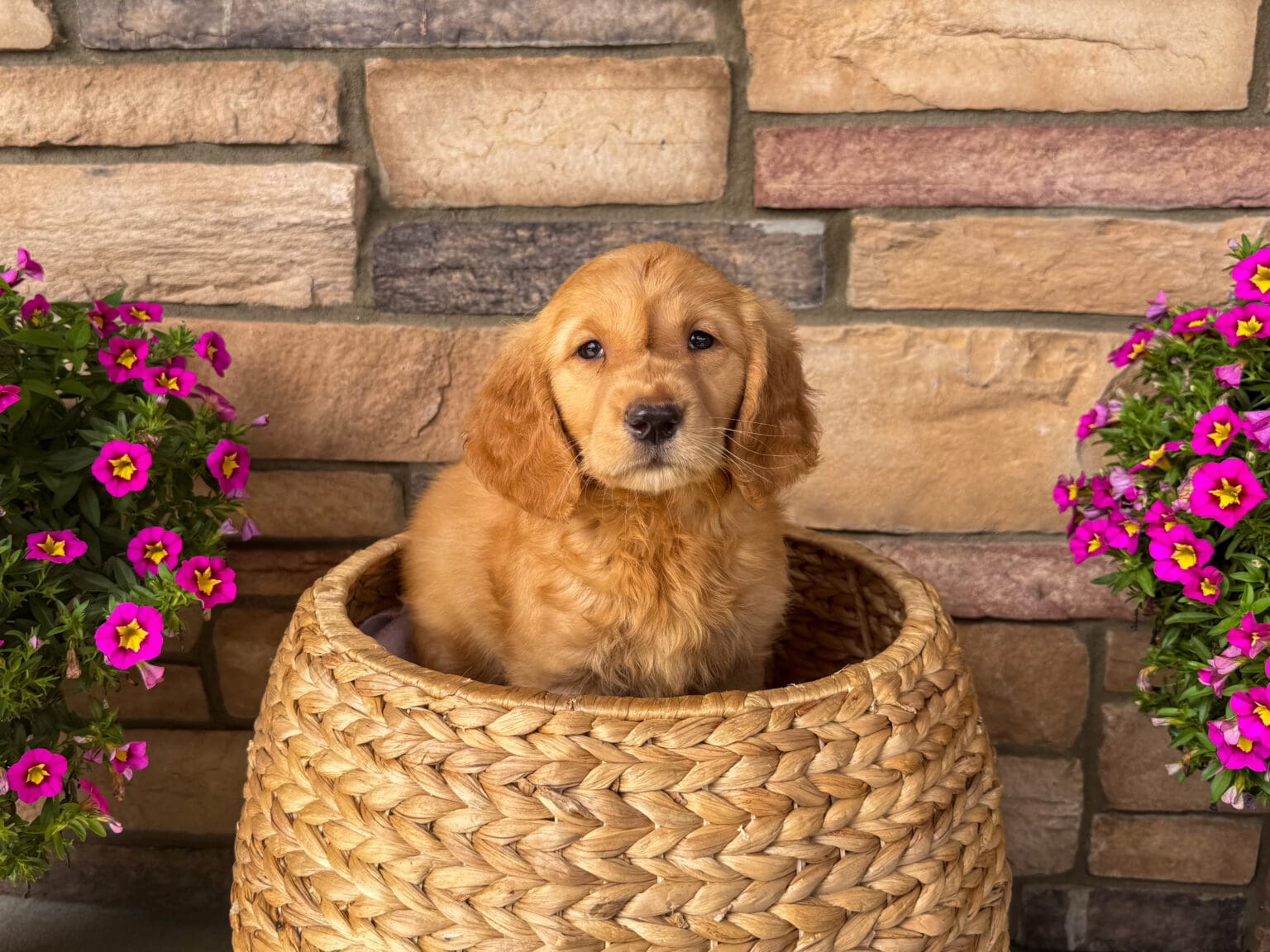 I am just a tiny baby and would love to join your family soon! Of course, you can’t see how cute and curly I will be when I get older, so the Dog Club will send updated photos when I am about 6 to 7 weeks old, if you choose to adopt me. Infant puppy deposits are refundable or transferrable.