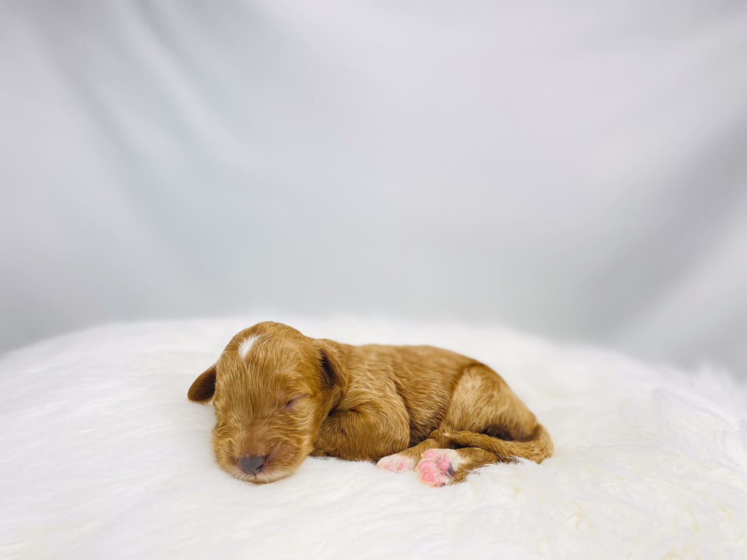 I am just a tiny baby and would love to join your family soon! Of course, you can’t see how cute and curly I will be when I get older, so the Dog Club will send updated photos when I am about 6 to 7 weeks old, if you choose to adopt me. Infant puppy deposits are refundable or transferrable.