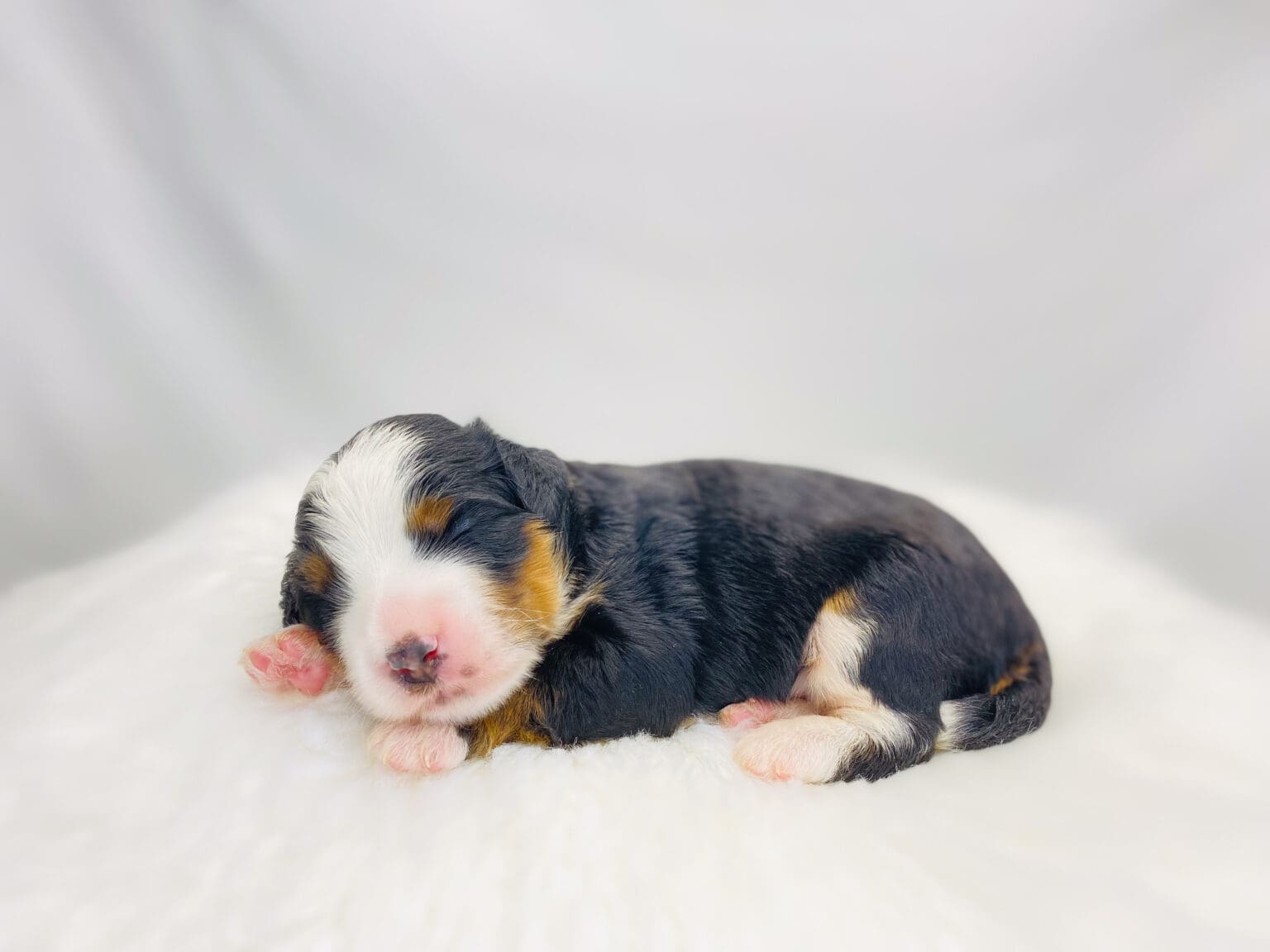 I am just a tiny baby and would love to join your family soon! Of course, you can’t see how cute and curly I will be when I get older, so the Dog Club will send updated photos when I am about 6 to 7 weeks old, if you choose to adopt me. Infant puppy deposits are refundable or transferrable.