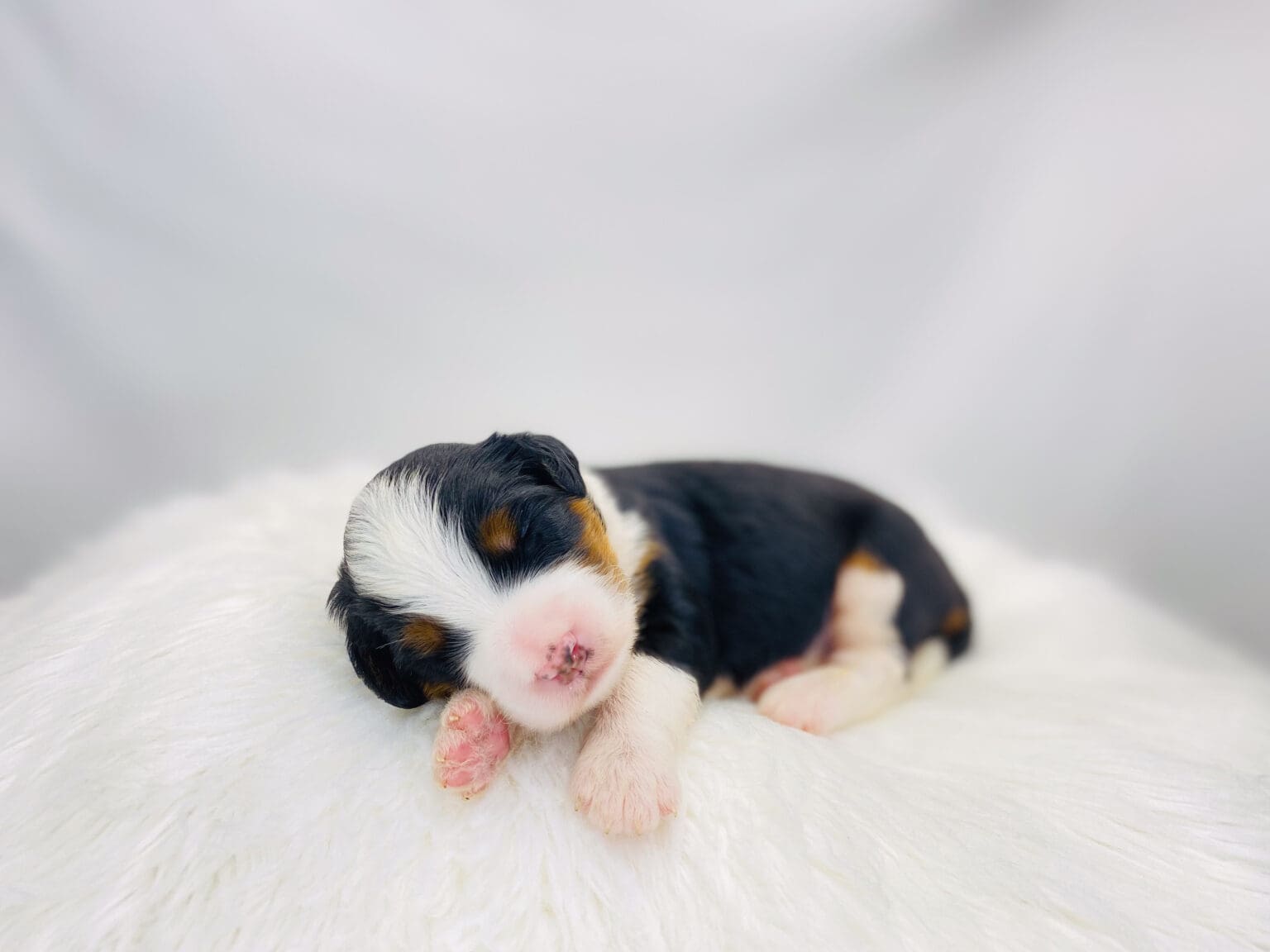 I am just a tiny baby and would love to join your family soon! Of course, you can’t see how cute and curly I will be when I get older, so the Dog Club will send updated photos when I am about 6 to 7 weeks old, if you choose to adopt me. Infant puppy deposits are refundable or transferrable.