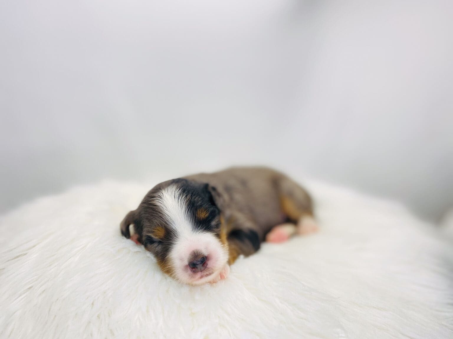 I am just a tiny baby and would love to join your family soon! Of course, you can’t see how cute and curly I will be when I get older, so the Dog Club will send updated photos when I am about 6 to 7 weeks old, if you choose to adopt me. Infant puppy deposits are refundable or transferrable.