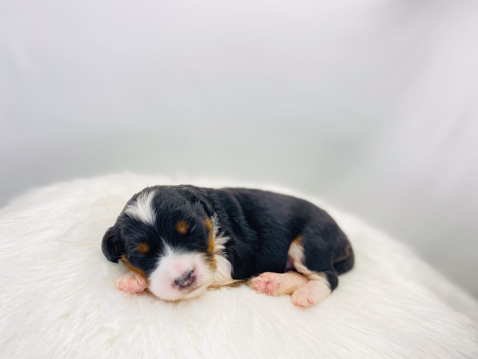 I am just a tiny baby and would love to join your family soon! Of course, you can’t see how cute and curly I will be when I get older, so the Dog Club will send updated photos when I am about 6 to 7 weeks old, if you choose to adopt me. Infant puppy deposits are refundable or transferrable.