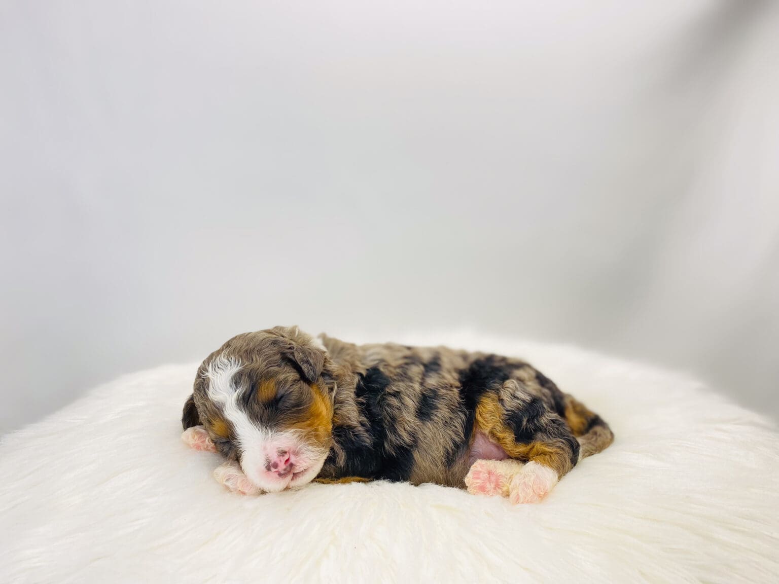 I am just a tiny baby and would love to join your family soon! Of course, you can’t see how cute and curly I will be when I get older, so the Dog Club will send updated photos when I am about 6 to 7 weeks old, if you choose to adopt me. Infant puppy deposits are refundable or transferrable.