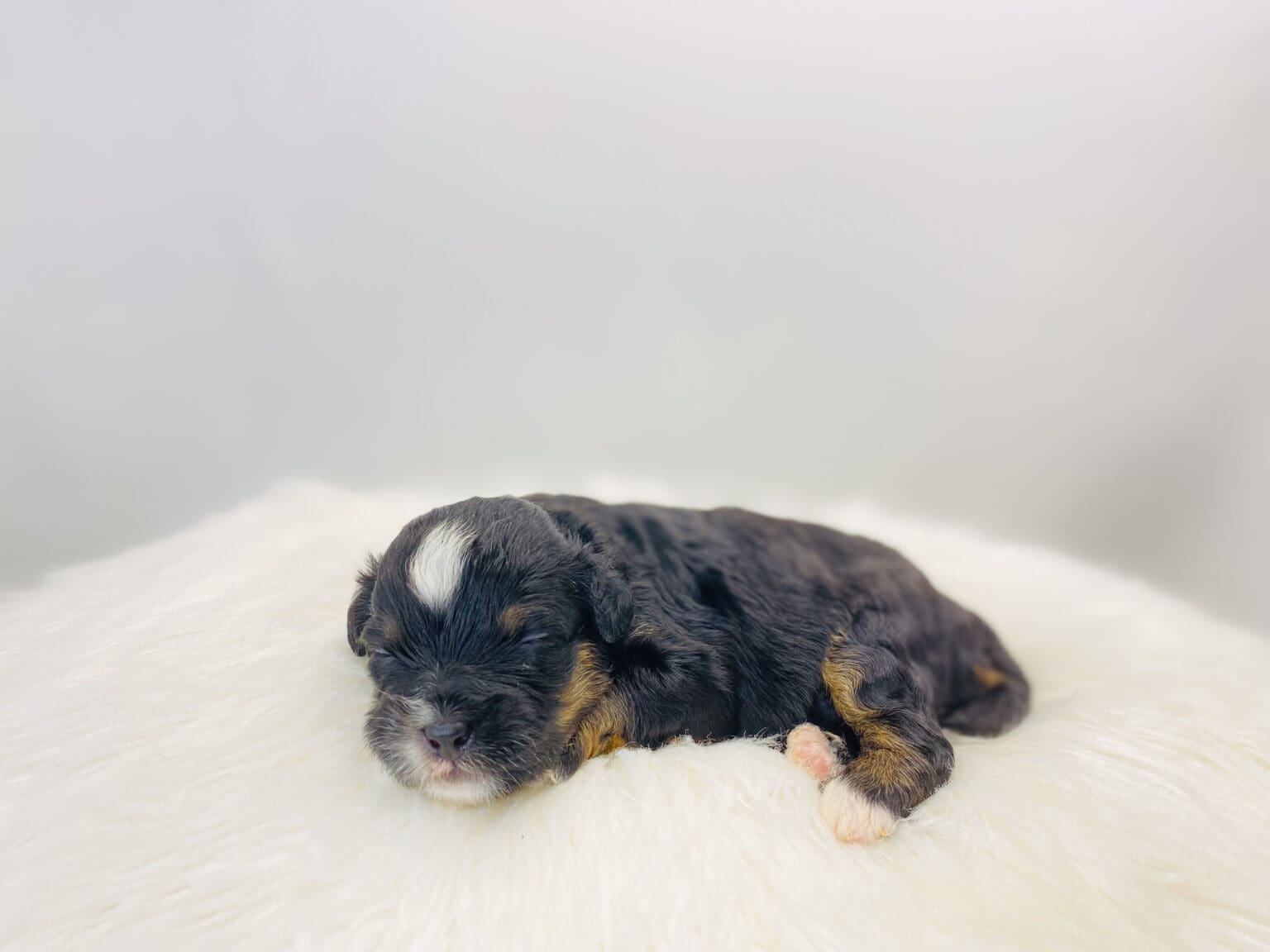 I am just a tiny baby and would love to join your family soon! Of course, you can’t see how cute and curly I will be when I get older, so the Dog Club will send updated photos when I am about 6 to 7 weeks old, if you choose to adopt me. Infant puppy deposits are refundable or transferrable.