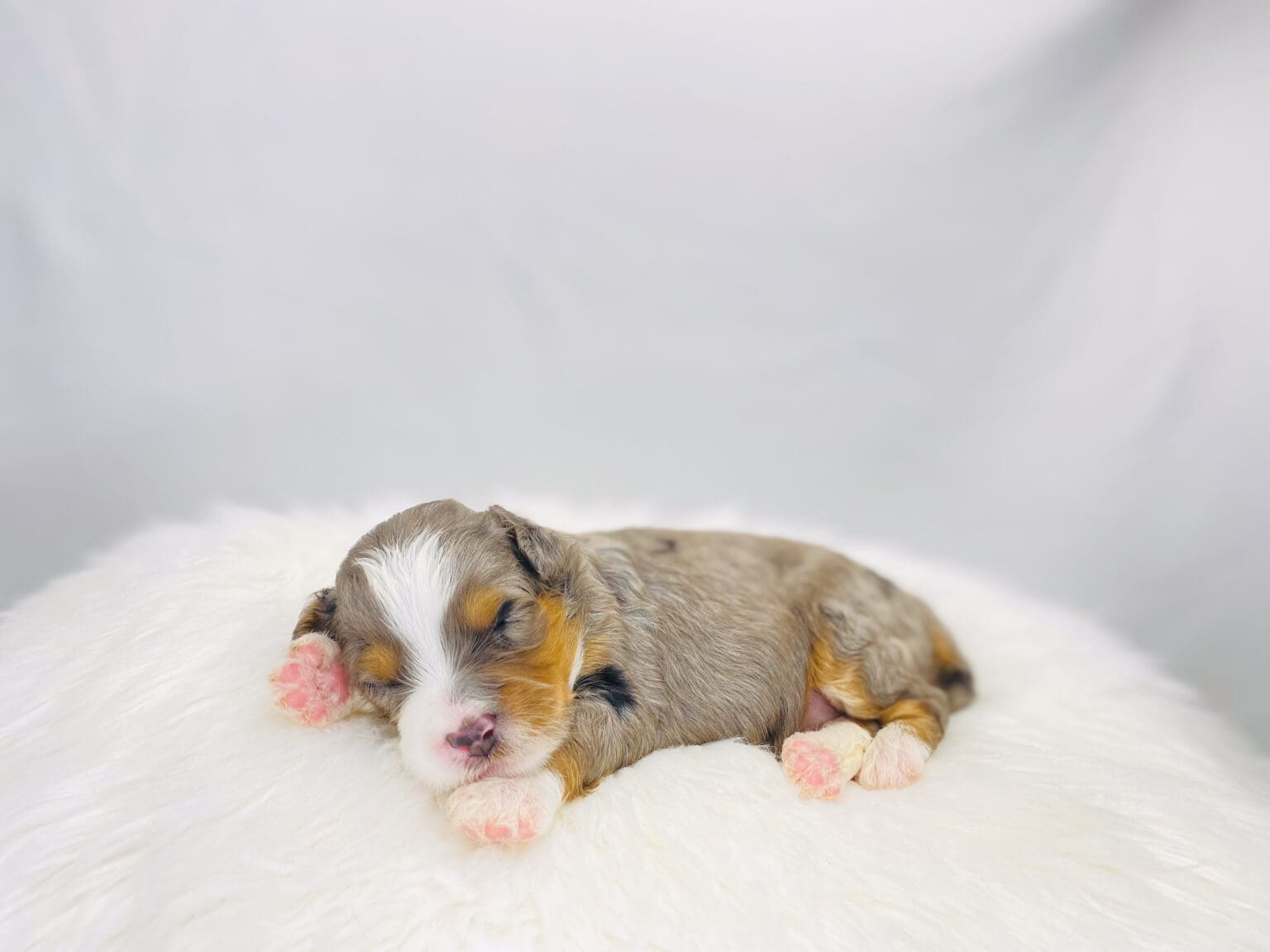 I am just a tiny baby and would love to join your family soon! Of course, you can’t see how cute and curly I will be when I get older, so the Dog Club will send updated photos when I am about 6 to 7 weeks old, if you choose to adopt me. Infant puppy deposits are refundable or transferrable.