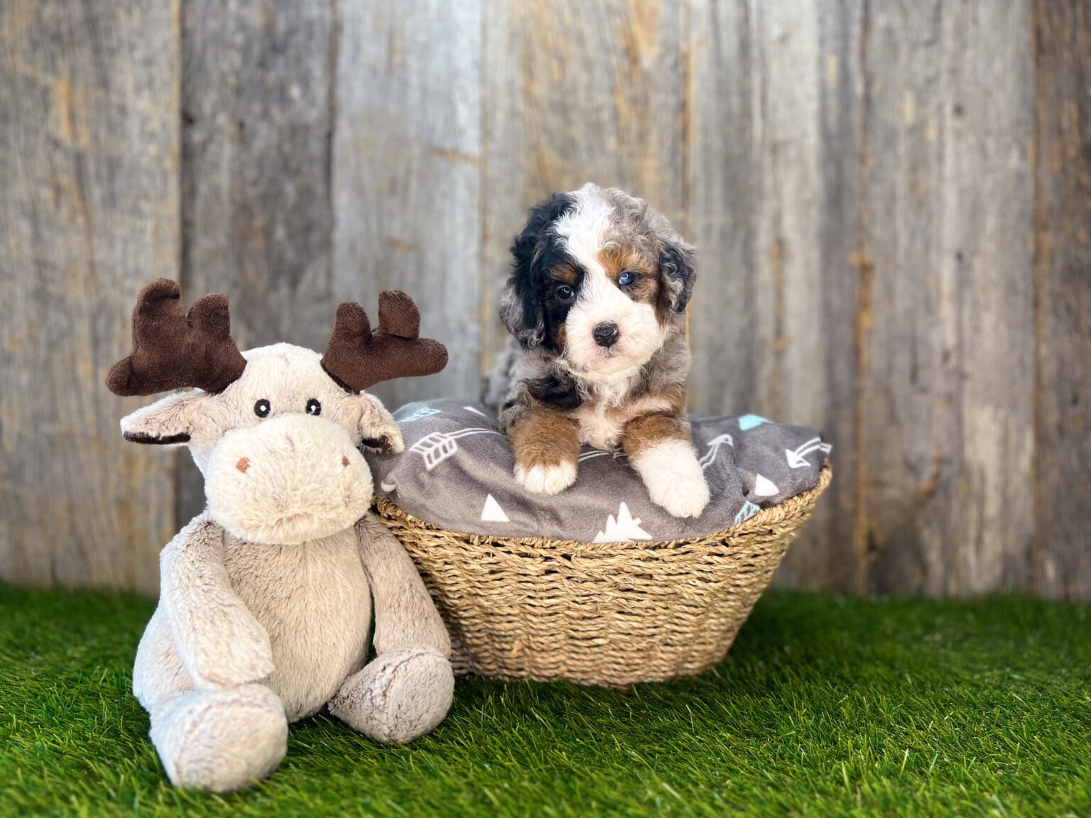 I am just a tiny baby and would love to join your family soon! Of course, you can’t see how cute and curly I will be when I get older, so the Dog Club will send updated photos when I am about 6 to 7 weeks old, if you choose to adopt me. Infant puppy deposits are refundable or transferrable.