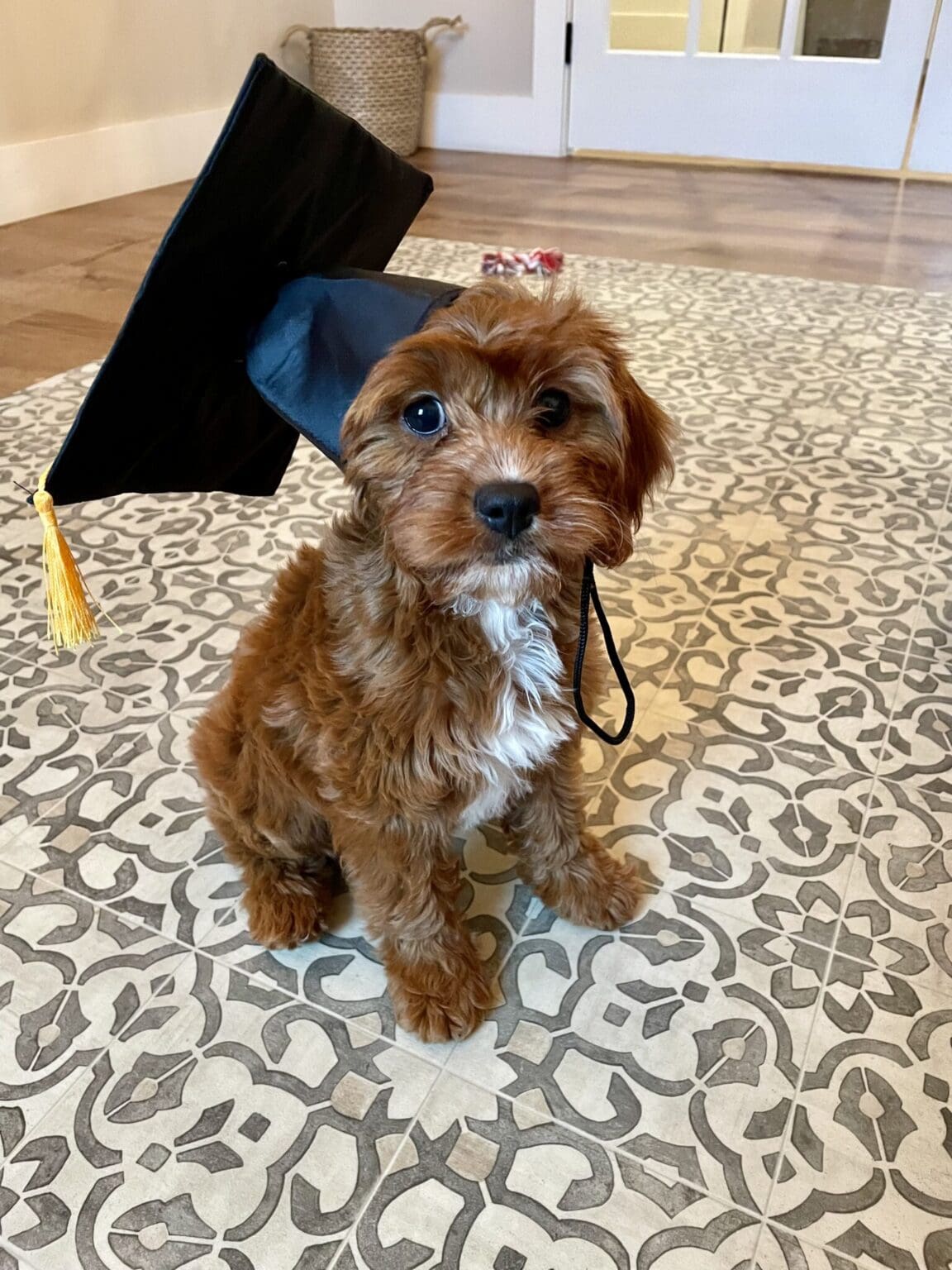 Puppy PreSchool Training