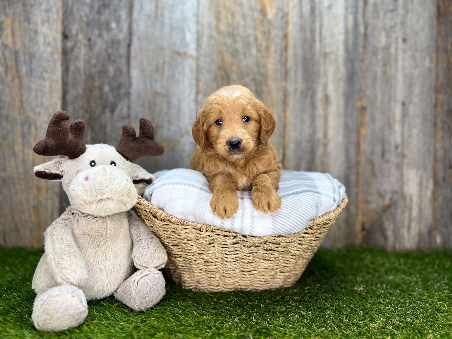 I am just a tiny baby and would love to join your family soon! Of course, you can’t see how cute and curly I will be when I get older, so the Dog Club will send updated photos when I am about 6 to 7 weeks old, if you choose to adopt me. Infant puppy deposits are refundable or transferrable.