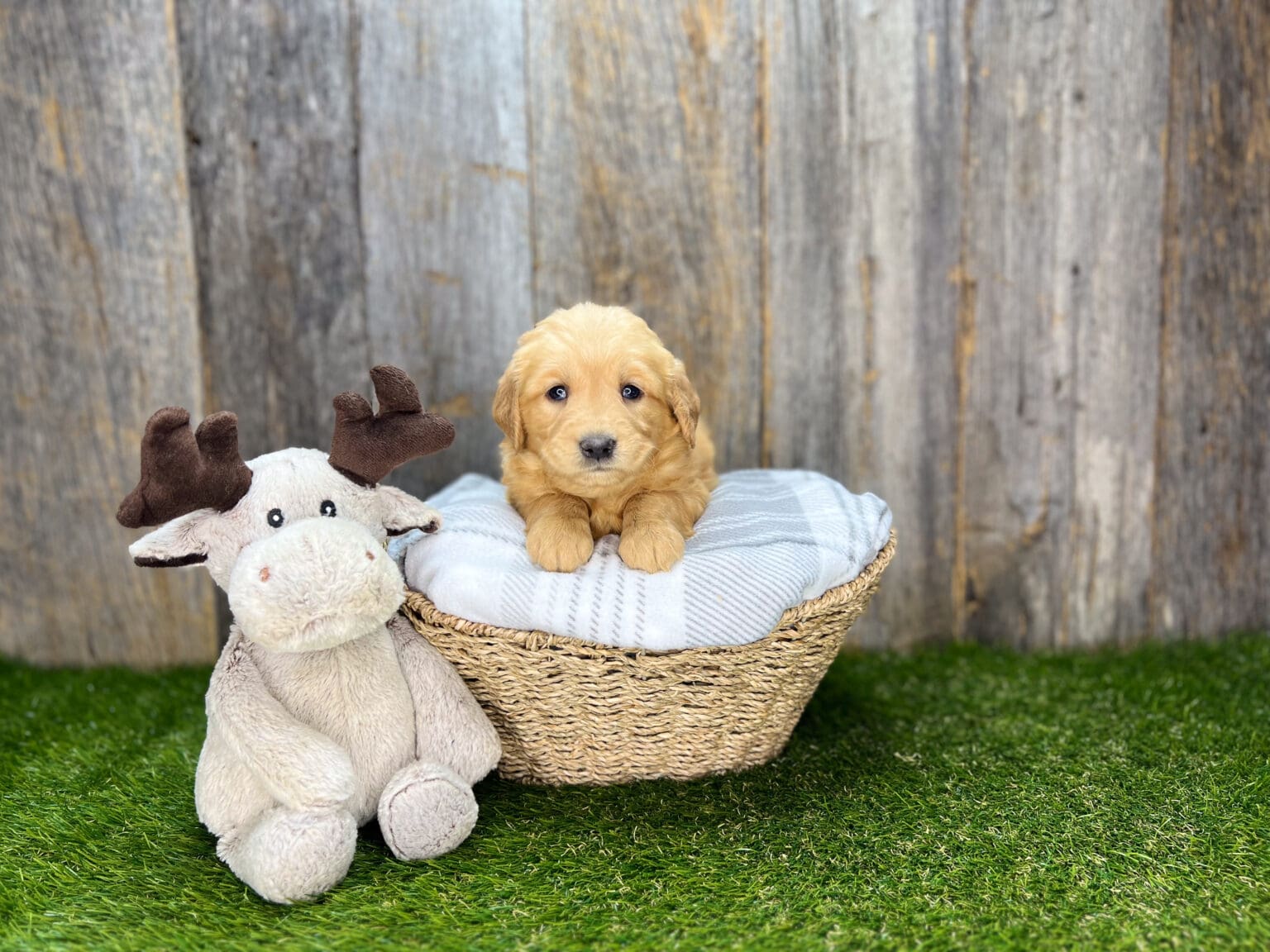 I am just a tiny baby and would love to join your family soon! Of course, you can’t see how cute and curly I will be when I get older, so the Dog Club will send updated photos when I am about 6 to 7 weeks old, if you choose to adopt me. Infant puppy deposits are refundable or transferrable.