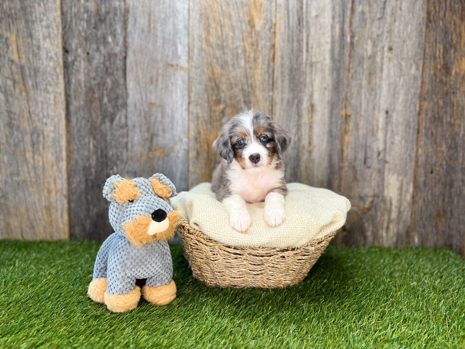 I am just a tiny baby and would love to join your family soon! Of course, you can’t see how cute and curly I will be when I get older, so the Dog Club will send updated photos when I am about 6 to 7 weeks old, if you choose to adopt me. Infant puppy deposits are refundable or transferrable.