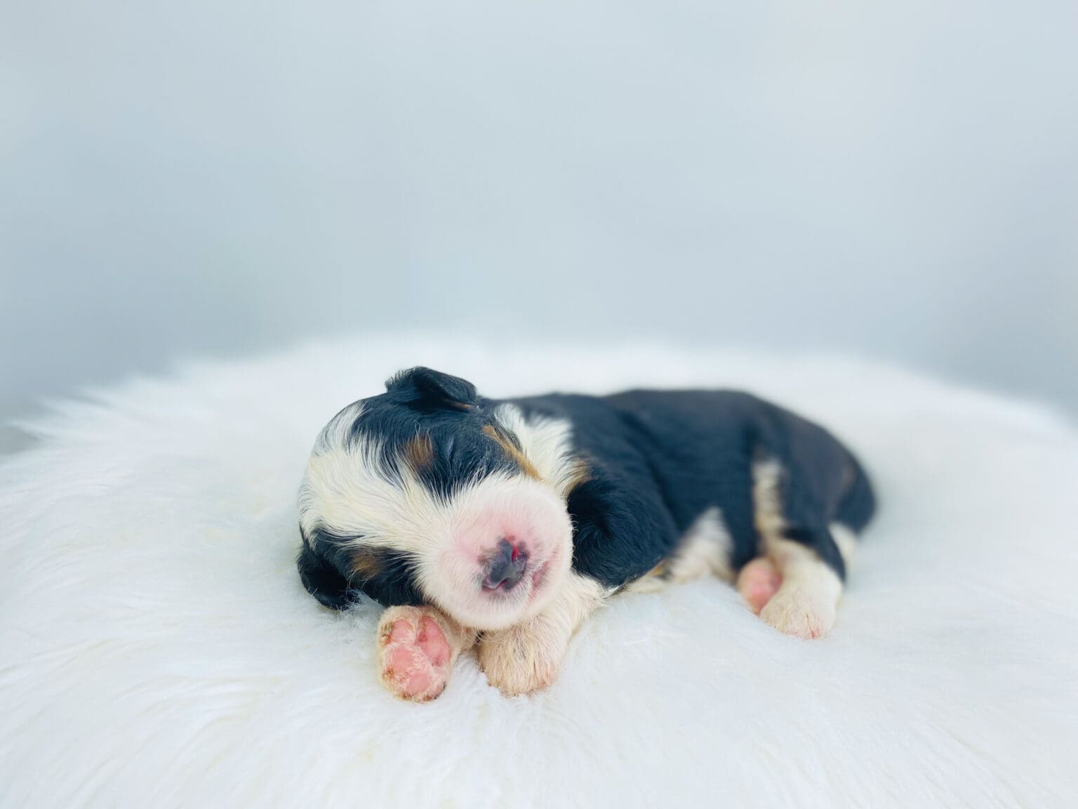I am just a tiny baby and would love to join your family soon! Of course, you can’t see how cute and curly I will be when I get older, so the Dog Club will send updated photos when I am about 6 to 7 weeks old, if you choose to adopt me. Infant puppy deposits are refundable or transferrable.