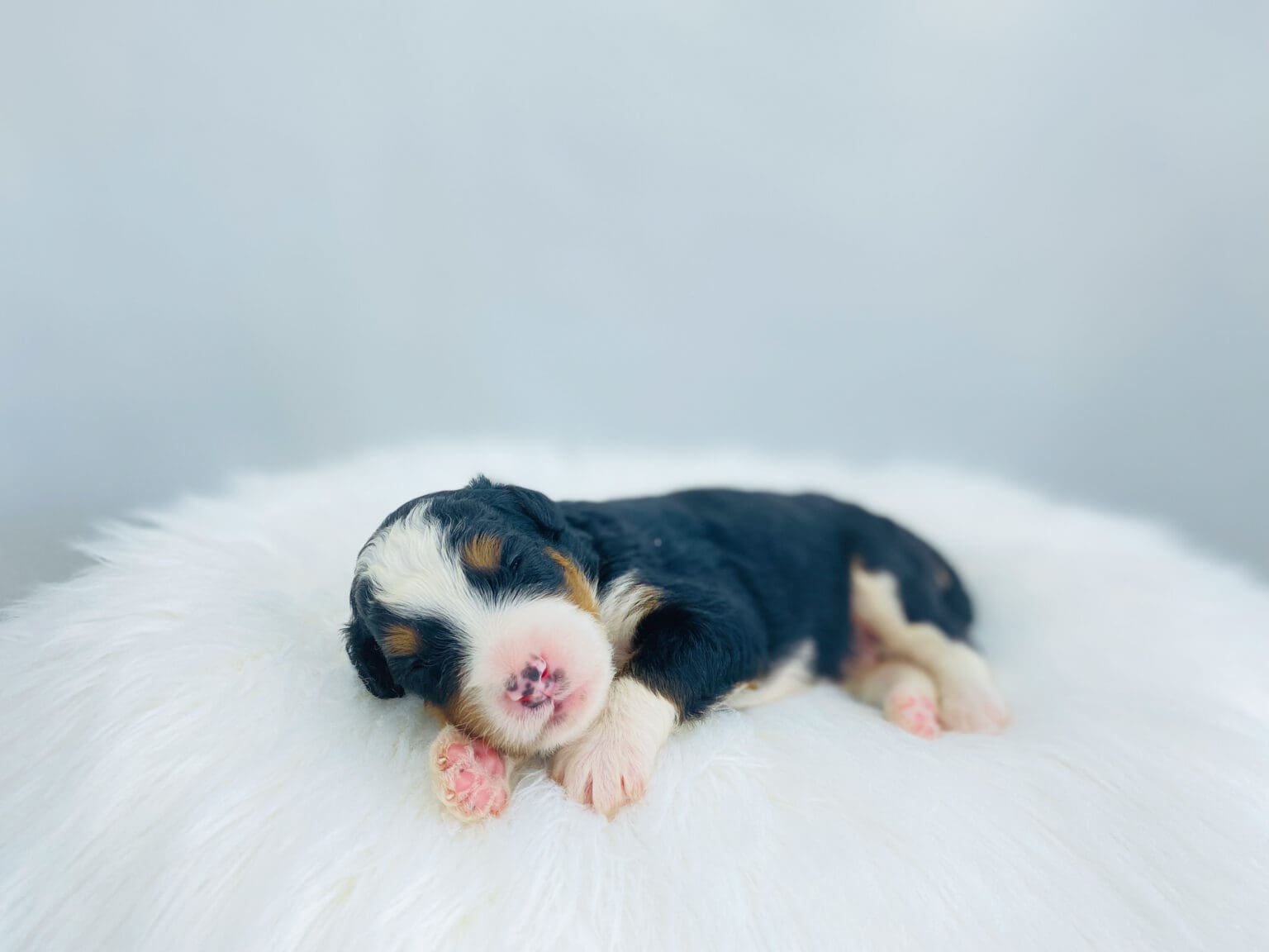I am just a tiny baby and would love to join your family soon! Of course, you can’t see how cute and curly I will be when I get older, so the Dog Club will send updated photos when I am about 6 to 7 weeks old, if you choose to adopt me. Infant puppy deposits are refundable or transferrable.