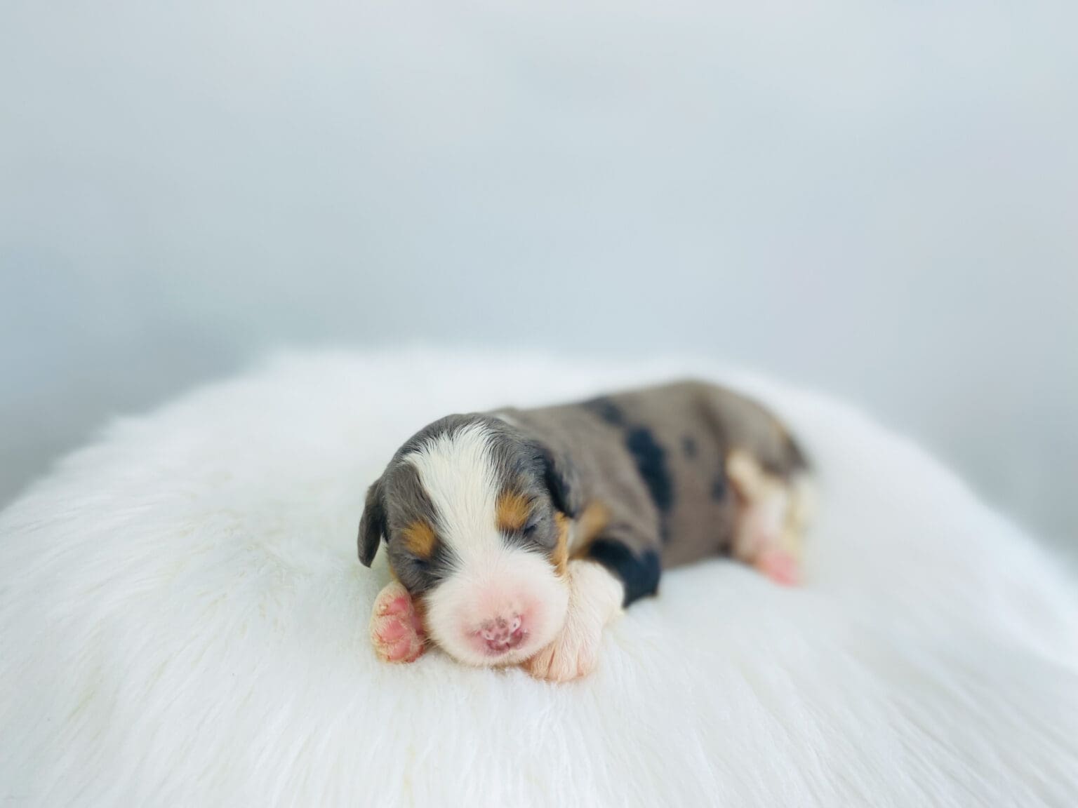 I am just a tiny baby and would love to join your family soon! Of course, you can’t see how cute and curly I will be when I get older, so the Dog Club will send updated photos when I am about 6 to 7 weeks old, if you choose to adopt me. Infant puppy deposits are refundable or transferrable.