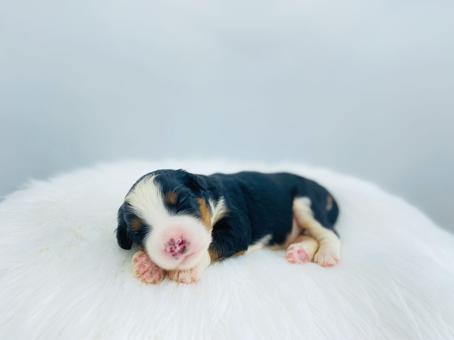 I am just a tiny baby and would love to join your family soon! Of course, you can’t see how cute and curly I will be when I get older, so the Dog Club will send updated photos when I am about 6 to 7 weeks old, if you choose to adopt me. Infant puppy deposits are refundable or transferrable.
