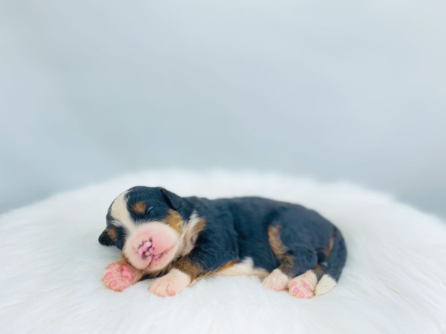 I am just a tiny baby and would love to join your family soon! Of course, you can’t see how cute and curly I will be when I get older, so the Dog Club will send updated photos when I am about 6 to 7 weeks old, if you choose to adopt me. Infant puppy deposits are refundable or transferrable.