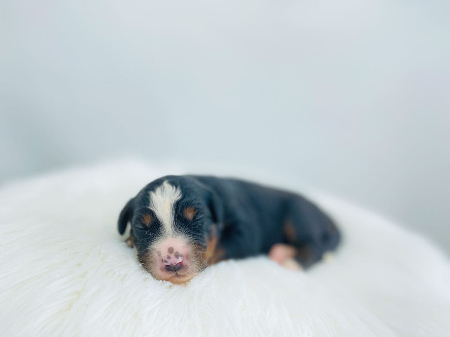 I am just a tiny baby and would love to join your family soon! Of course, you can’t see how cute and curly I will be when I get older, so the Dog Club will send updated photos when I am about 6 to 7 weeks old, if you choose to adopt me. Infant puppy deposits are refundable or transferrable.
