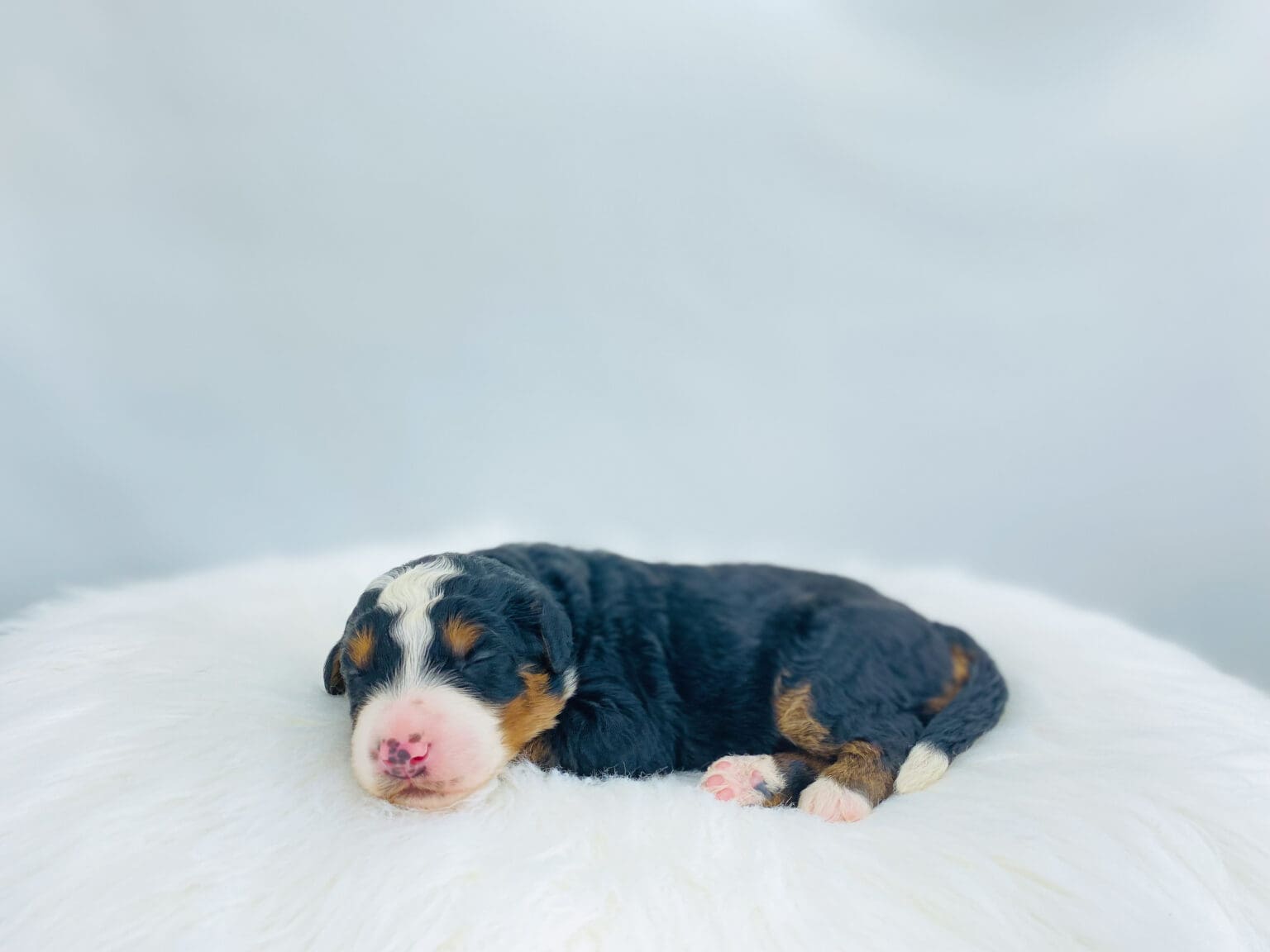 I am just a tiny baby and would love to join your family soon! Of course, you can’t see how cute and curly I will be when I get older, so the Dog Club will send updated photos when I am about 6 to 7 weeks old, if you choose to adopt me. Infant puppy deposits are refundable or transferrable.