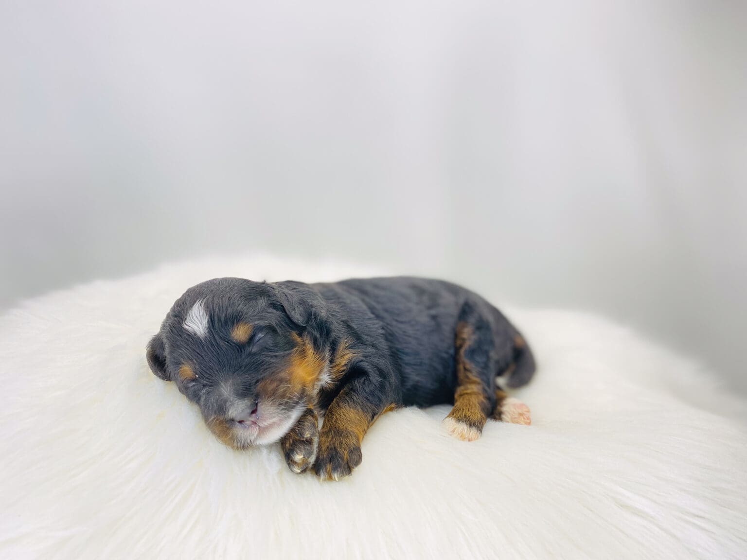 I am just a tiny baby and would love to join your family soon! Of course, you can’t see how cute and curly I will be when I get older, so the Dog Club will send updated photos when I am about 6 to 7 weeks old, if you choose to adopt me. Infant puppy deposits are refundable or transferrable.