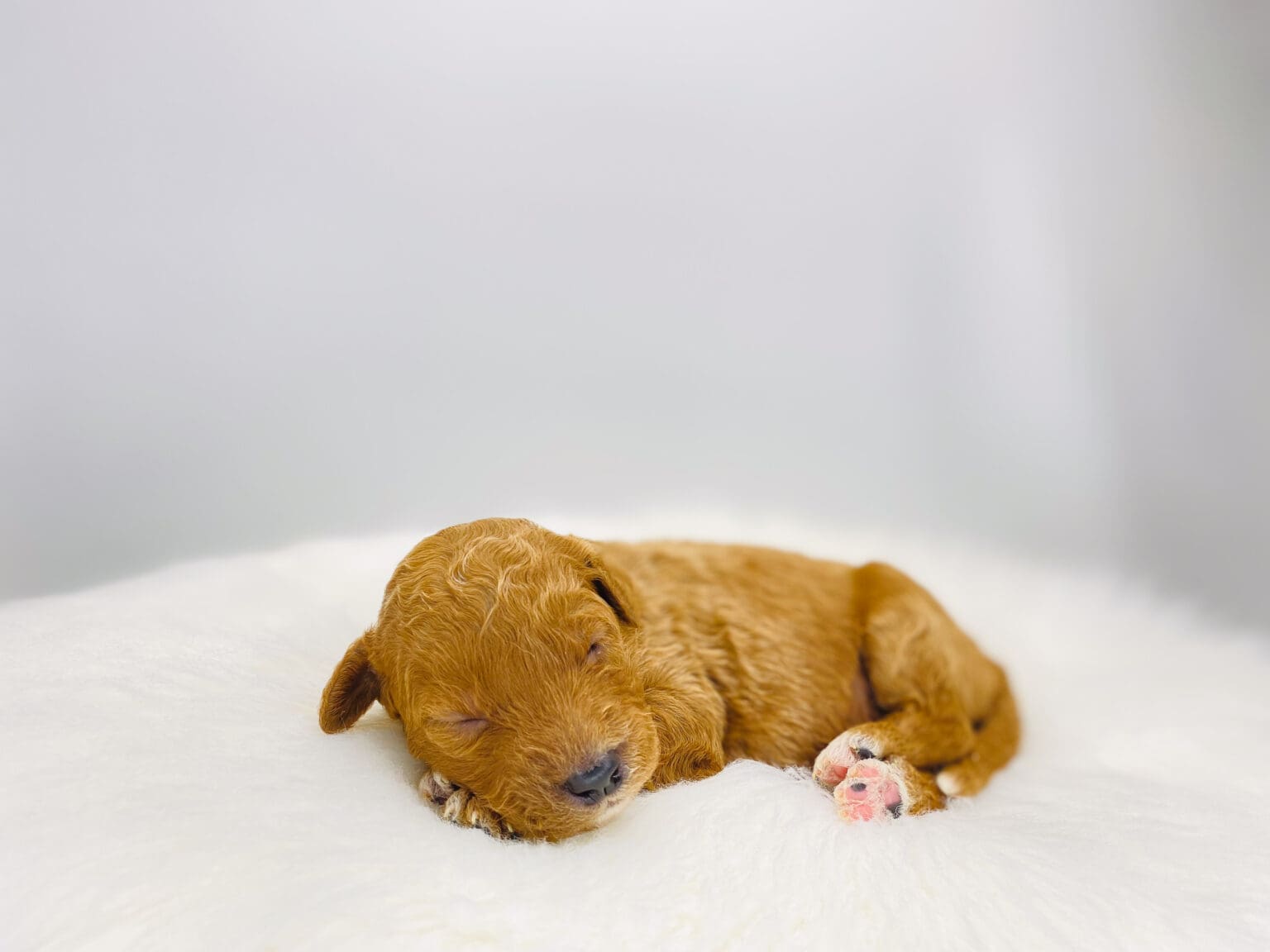 I am just a tiny baby and would love to join your family soon! Of course, you can’t see how cute and curly I will be when I get older, so the Dog Club will send updated photos when I am about 6 to 7 weeks old, if you choose to adopt me. Infant puppy deposits are refundable or transferrable.