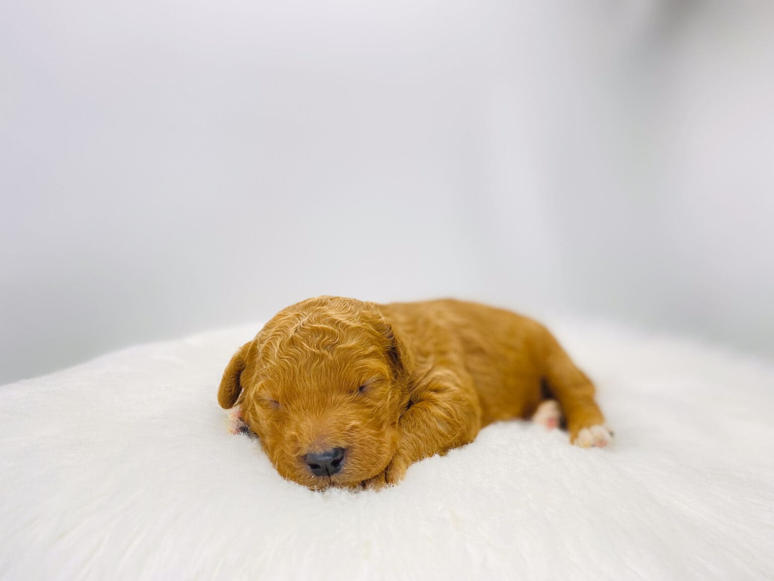 I am just a tiny baby and would love to join your family soon! Of course, you can’t see how cute and curly I will be when I get older, so the Dog Club will send updated photos when I am about 6 to 7 weeks old, if you choose to adopt me. Infant puppy deposits are refundable or transferrable.