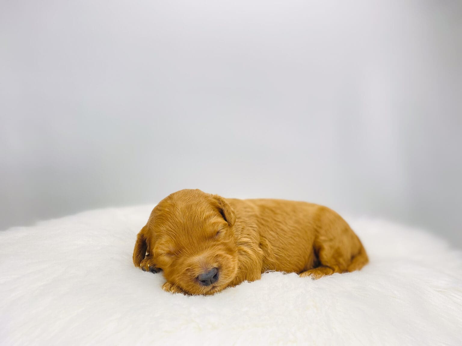 I am just a tiny baby and would love to join your family soon! Of course, you can’t see how cute and curly I will be when I get older, so the Dog Club will send updated photos when I am about 6 to 7 weeks old, if you choose to adopt me. Infant puppy deposits are refundable or transferrable.