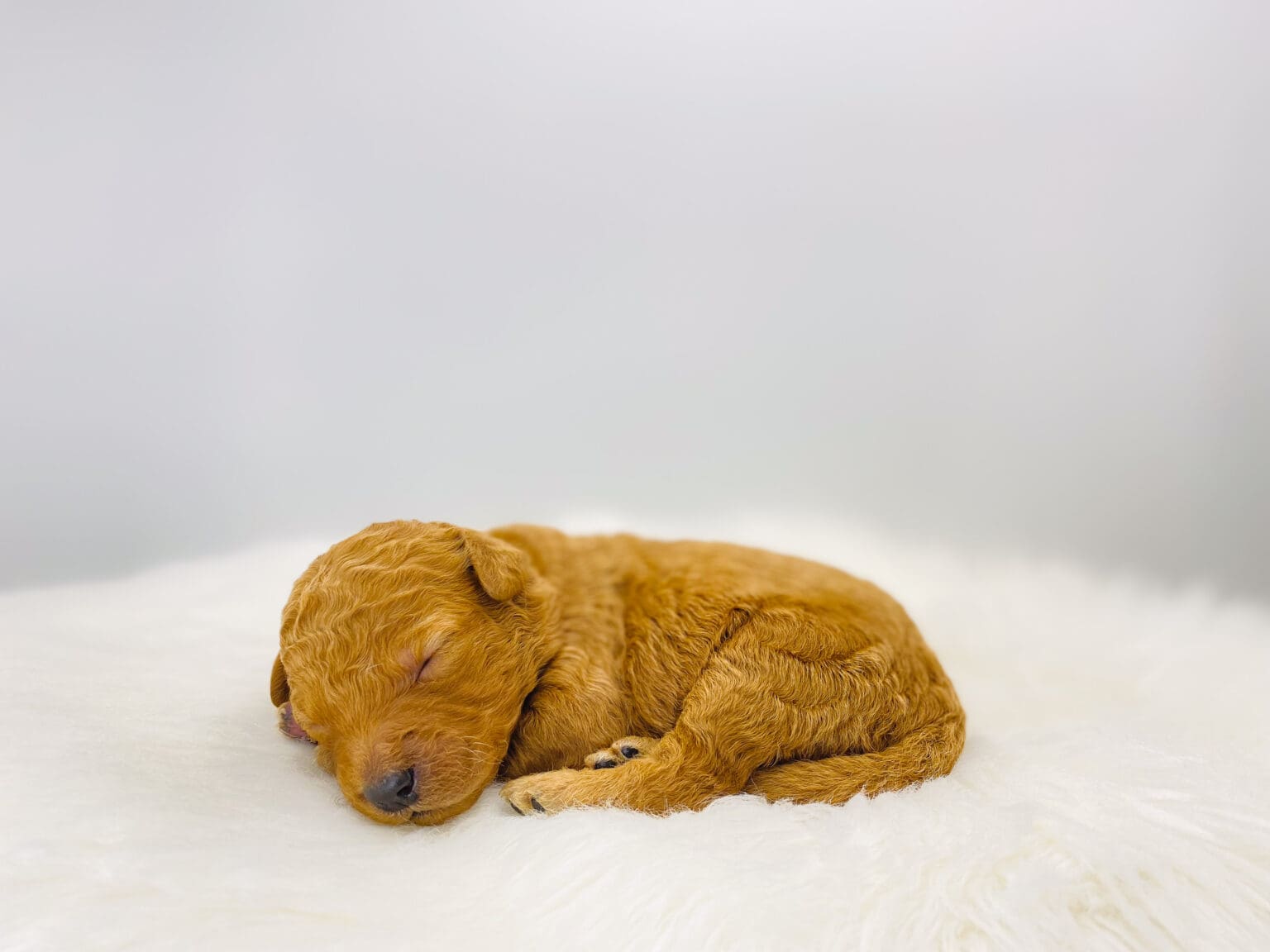I am just a tiny baby and would love to join your family soon! Of course, you can’t see how cute and curly I will be when I get older, so the Dog Club will send updated photos when I am about 6 to 7 weeks old, if you choose to adopt me. Infant puppy deposits are refundable or transferrable.