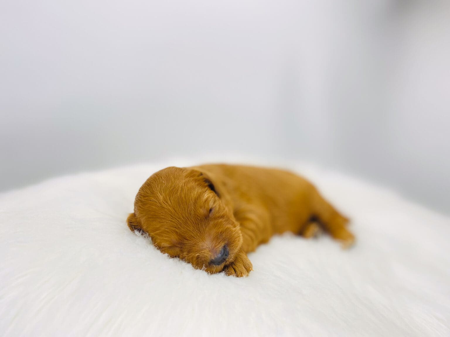I am just a tiny baby and would love to join your family soon! Of course, you can’t see how cute and curly I will be when I get older, so the Dog Club will send updated photos when I am about 6 to 7 weeks old, if you choose to adopt me. Infant puppy deposits are refundable or transferrable.