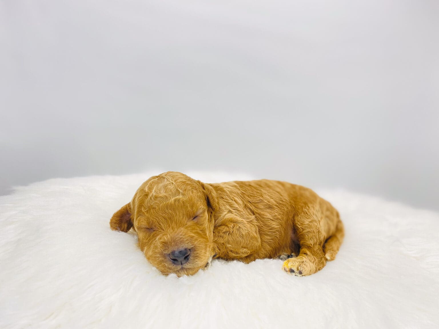 I am just a tiny baby and would love to join your family soon! Of course, you can’t see how cute and curly I will be when I get older, so the Dog Club will send updated photos when I am about 6 to 7 weeks old, if you choose to adopt me. Infant puppy deposits are refundable or transferrable.
