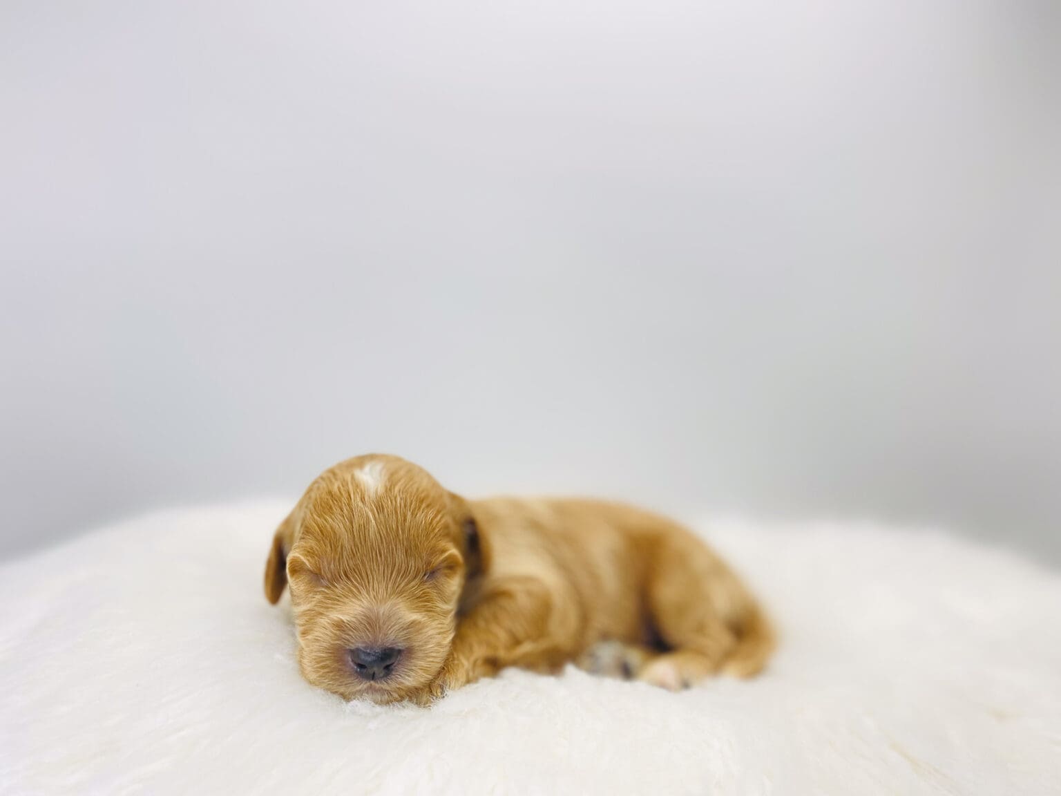 I am just a tiny baby and would love to join your family soon! Of course, you can’t see how cute and curly I will be when I get older, so the Dog Club will send updated photos when I am about 6 to 7 weeks old, if you choose to adopt me. Infant puppy deposits are refundable or transferrable.