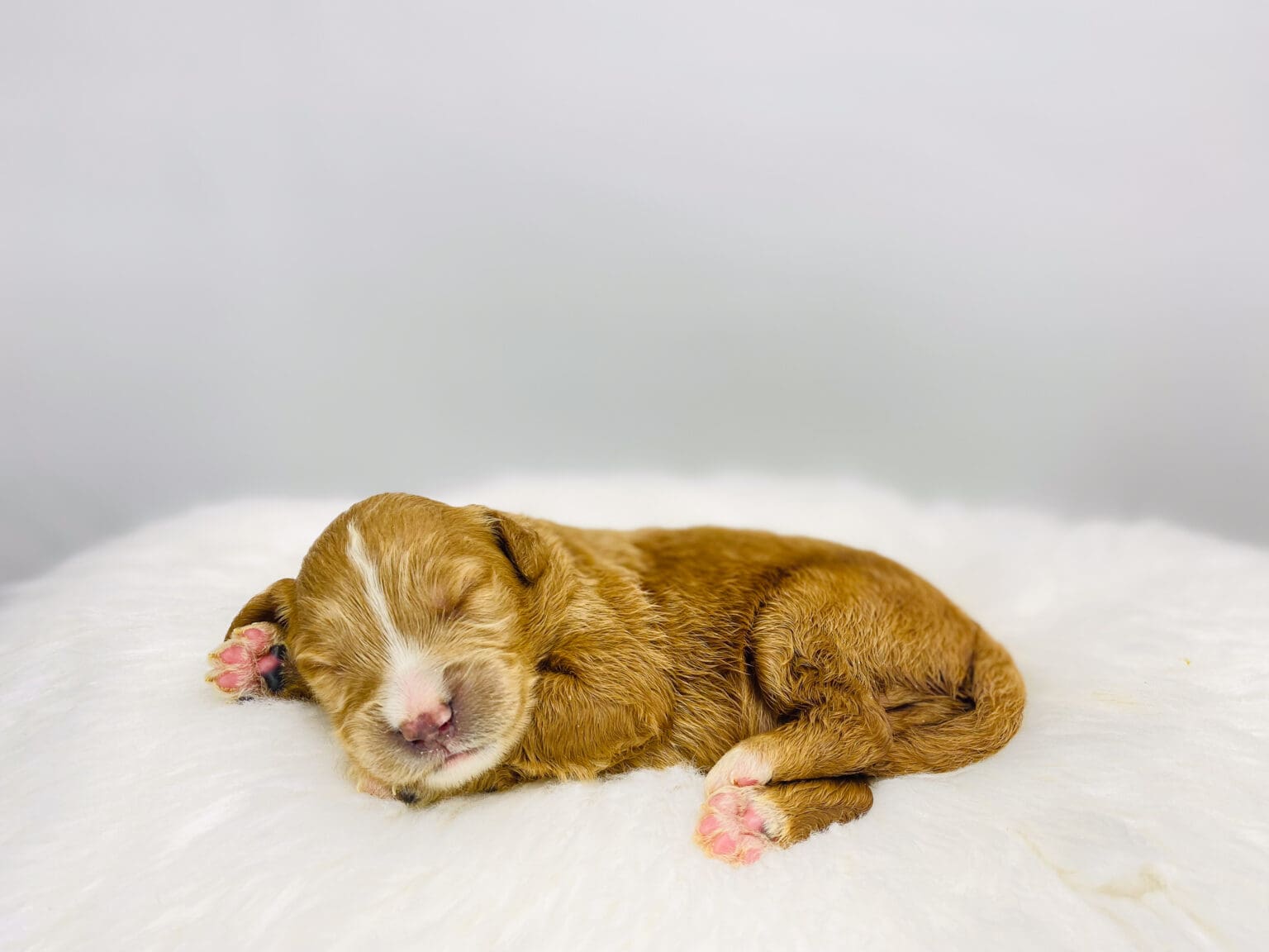 I am just a tiny baby and would love to join your family soon! Of course, you can’t see how cute and curly I will be when I get older, so the Dog Club will send updated photos when I am about 6 to 7 weeks old, if you choose to adopt me. Infant puppy deposits are refundable or transferrable.