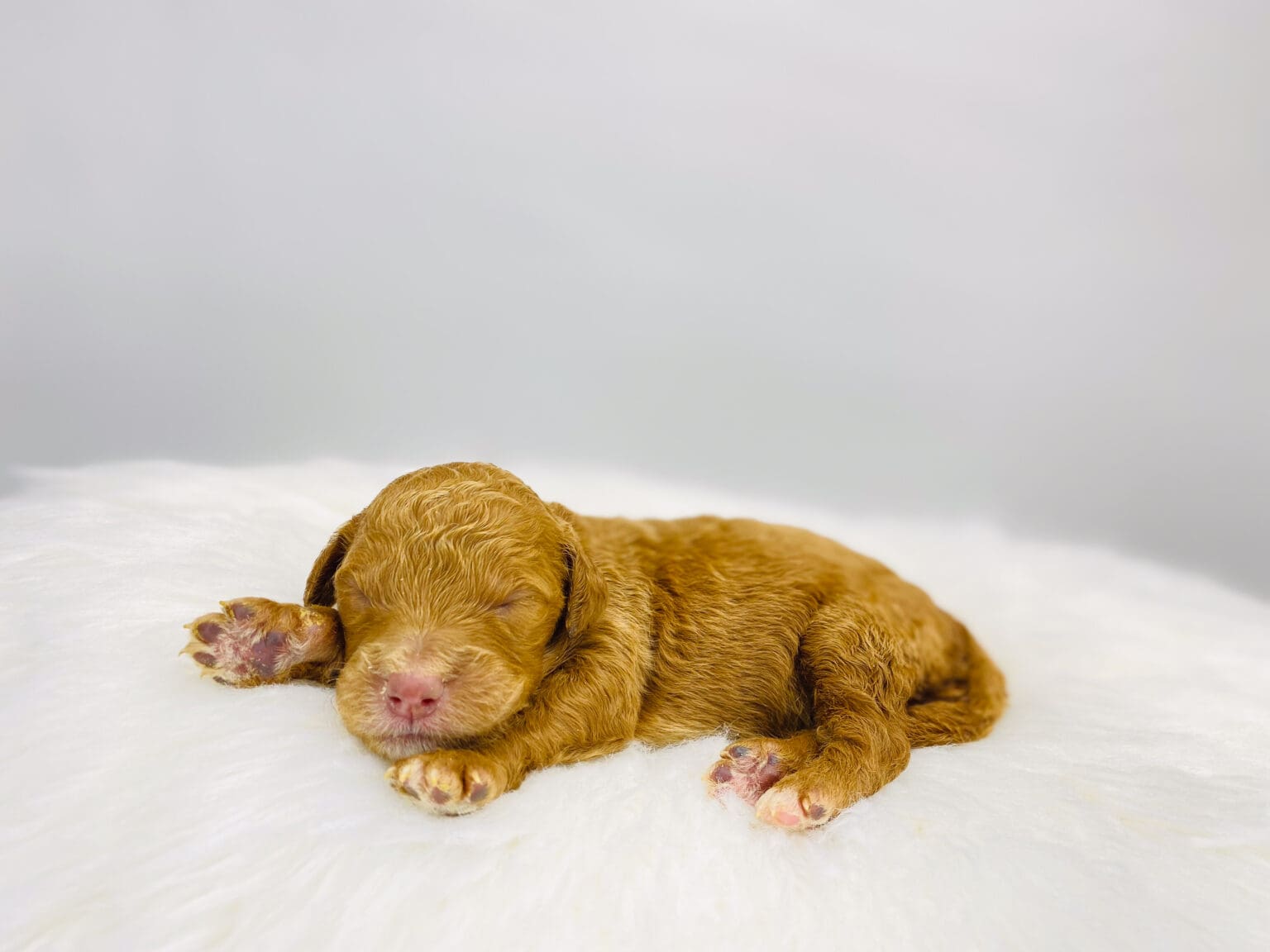 I am just a tiny baby and would love to join your family soon! Of course, you can’t see how cute and curly I will be when I get older, so the Dog Club will send updated photos when I am about 6 to 7 weeks old, if you choose to adopt me. Infant puppy deposits are refundable or transferrable.
