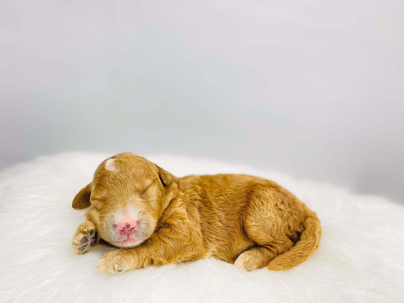 I am just a tiny baby and would love to join your family soon! Of course, you can’t see how cute and curly I will be when I get older, so the Dog Club will send updated photos when I am about 6 to 7 weeks old, if you choose to adopt me. Infant puppy deposits are refundable or transferrable.