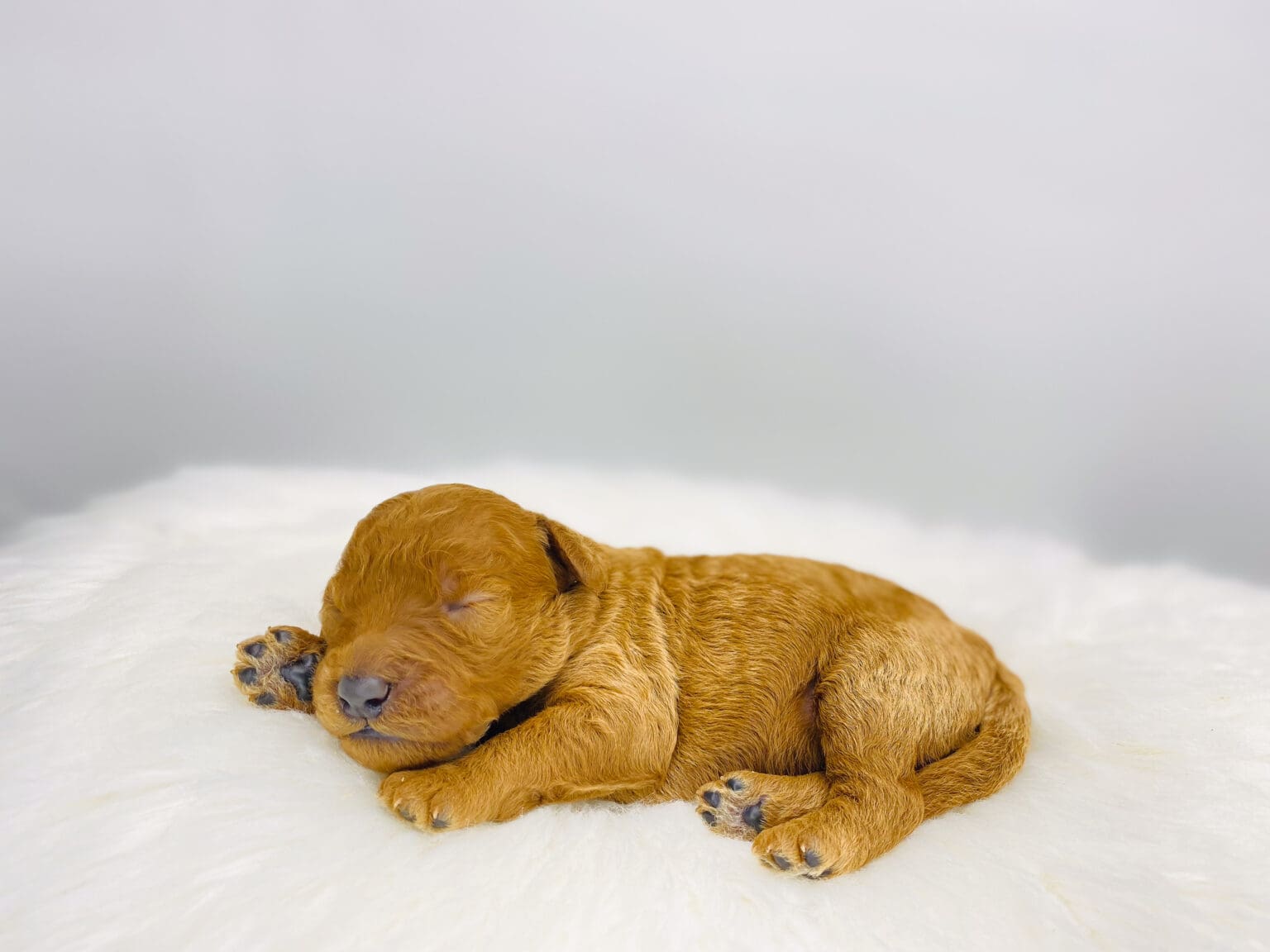 I am just a tiny baby and would love to join your family soon! Of course, you can’t see how cute and curly I will be when I get older, so the Dog Club will send updated photos when I am about 6 to 7 weeks old, if you choose to adopt me. Infant puppy deposits are refundable or transferrable.