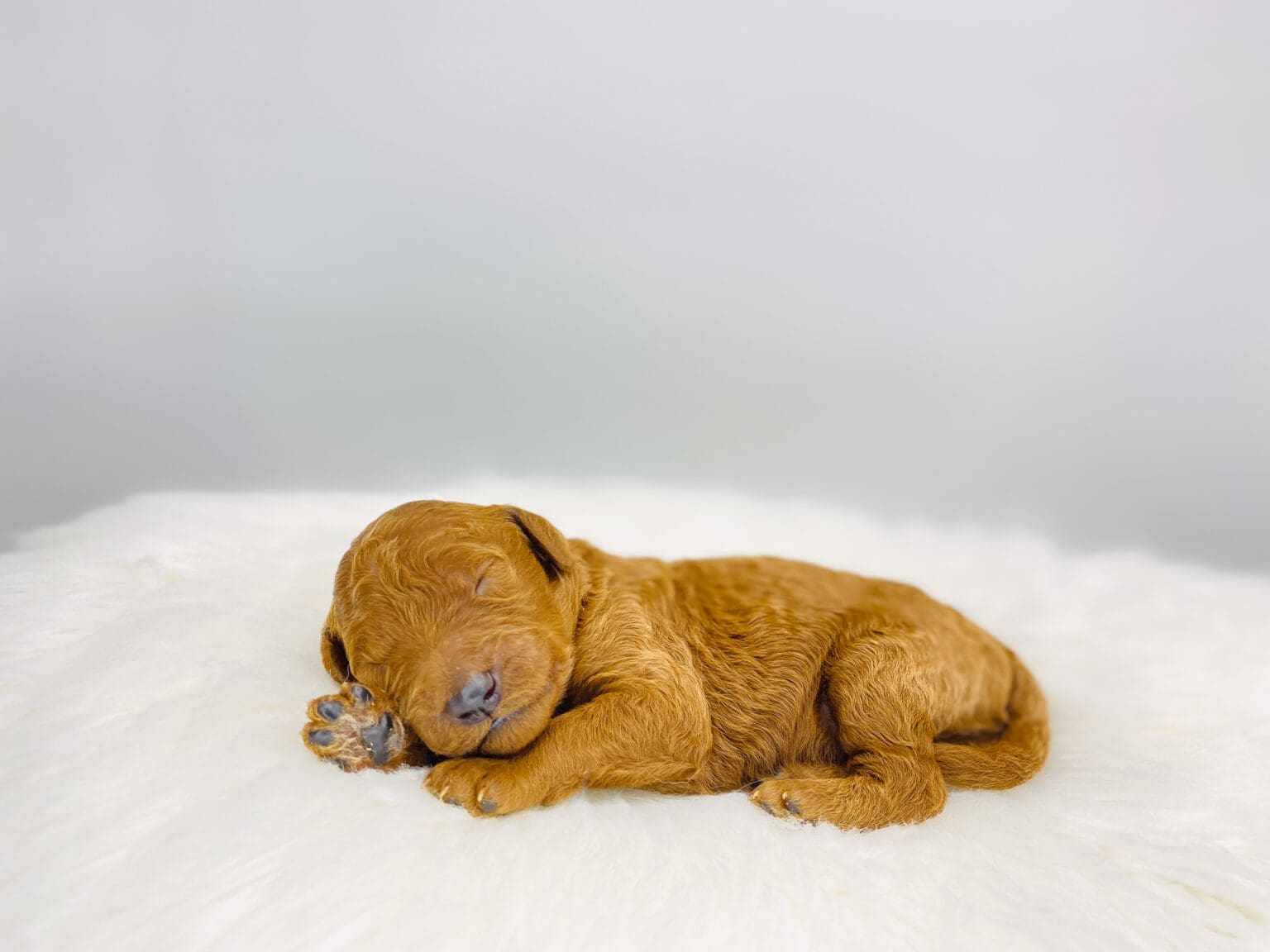 I am just a tiny baby and would love to join your family soon! Of course, you can’t see how cute and curly I will be when I get older, so the Dog Club will send updated photos when I am about 6 to 7 weeks old, if you choose to adopt me. Infant puppy deposits are refundable or transferrable.