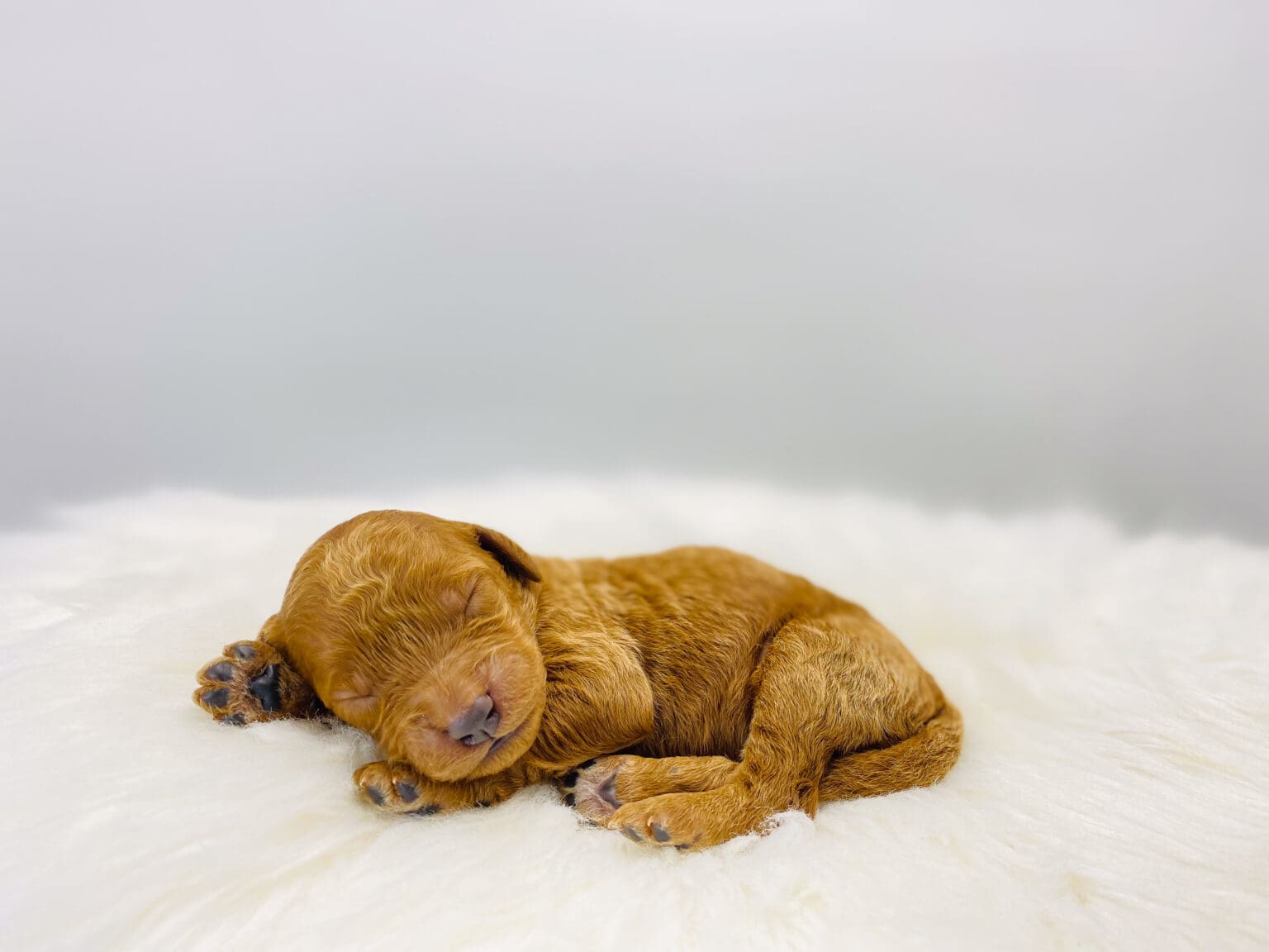 I am just a tiny baby and would love to join your family soon! Of course, you can’t see how cute and curly I will be when I get older, so the Dog Club will send updated photos when I am about 6 to 7 weeks old, if you choose to adopt me. Infant puppy deposits are refundable or transferrable.