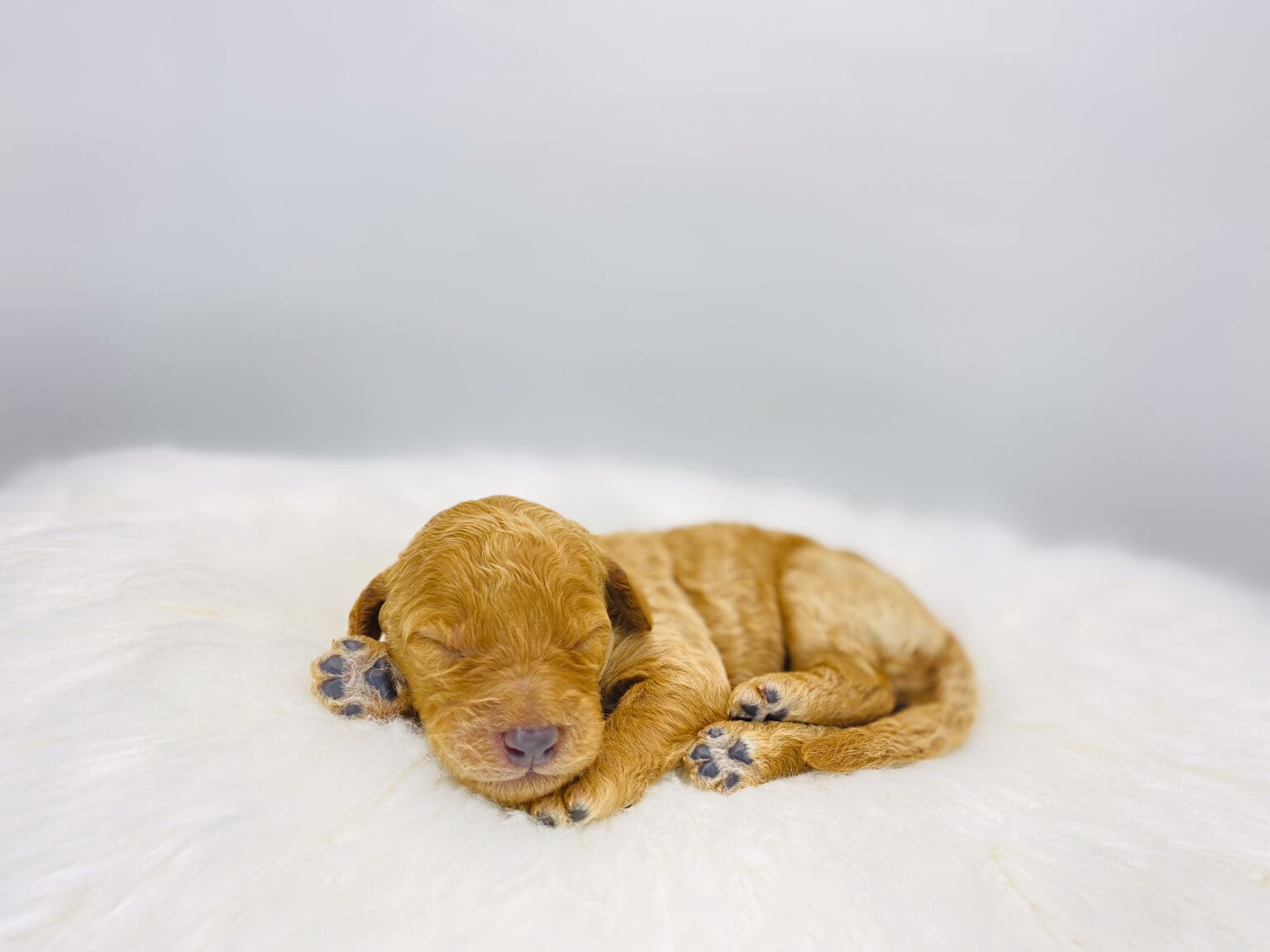 I am just a tiny baby and would love to join your family soon! Of course, you can’t see how cute and curly I will be when I get older, so the Dog Club will send updated photos when I am about 6 to 7 weeks old, if you choose to adopt me. Infant puppy deposits are refundable or transferrable.