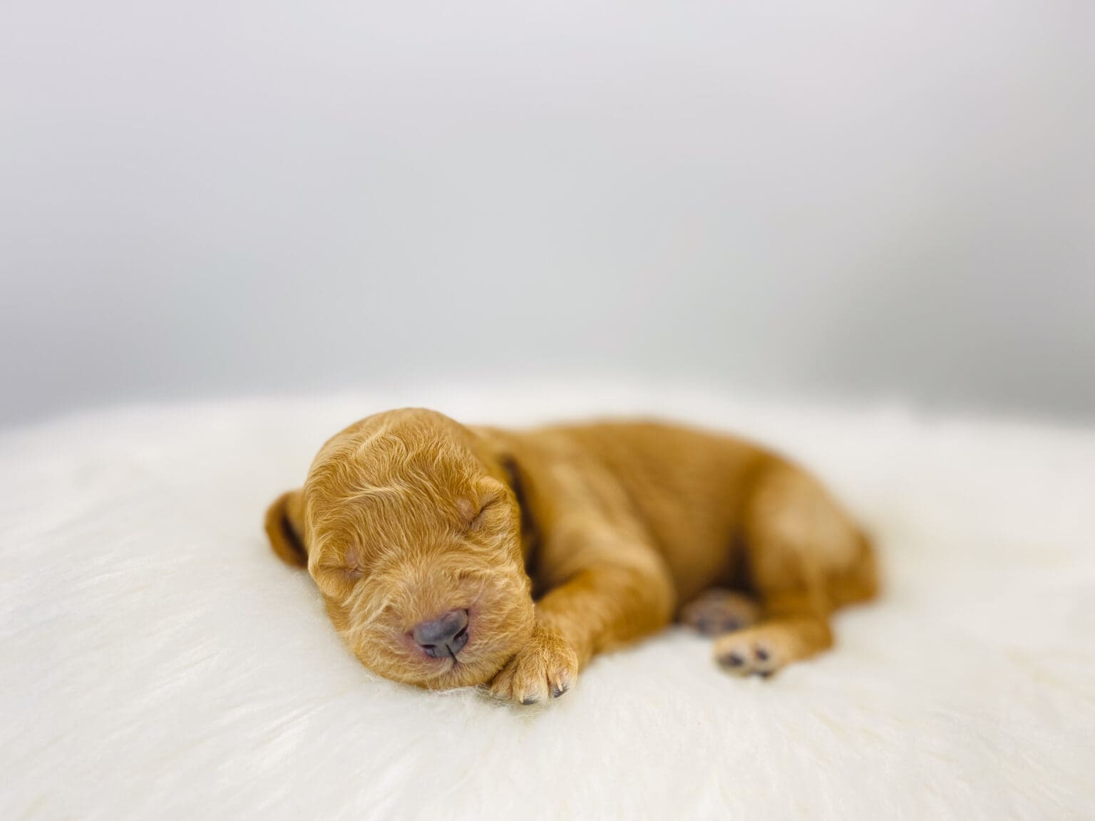 I am just a tiny baby and would love to join your family soon! Of course, you can’t see how cute and curly I will be when I get older, so the Dog Club will send updated photos when I am about 6 to 7 weeks old, if you choose to adopt me. Infant puppy deposits are refundable or transferrable.