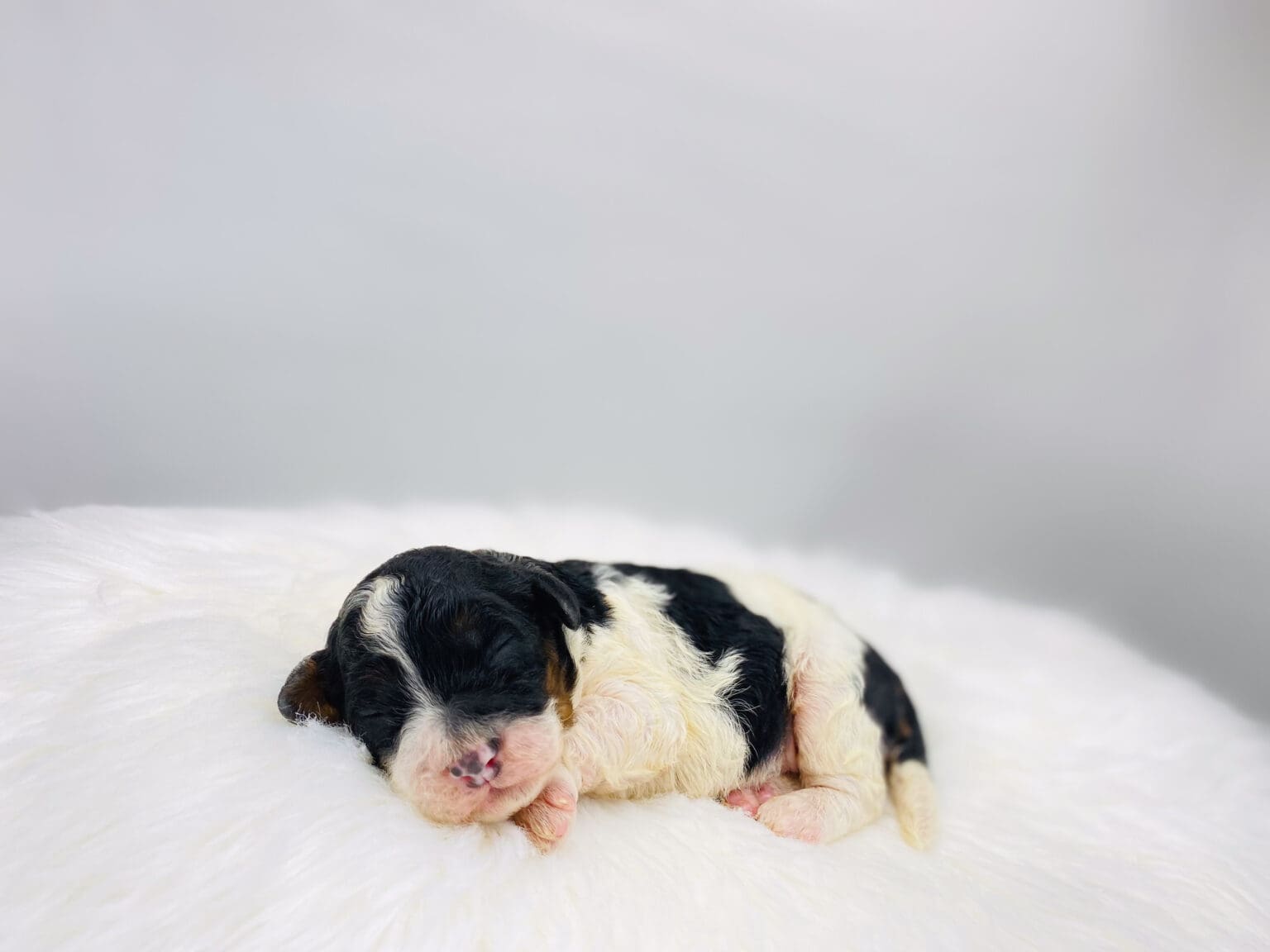 I am just a tiny baby and would love to join your family soon! Of course, you can’t see how cute and curly I will be when I get older, so the Dog Club will send updated photos when I am about 6 to 7 weeks old, if you choose to adopt me. Infant puppy deposits are refundable or transferrable.
