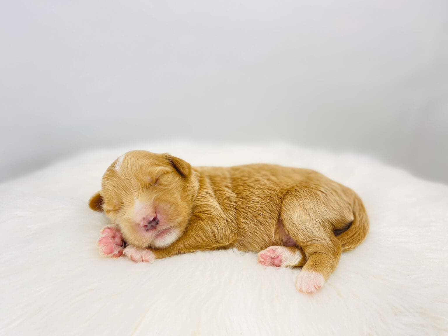 I am just a tiny baby and would love to join your family soon! Of course, you can’t see how cute and curly I will be when I get older, so the Dog Club will send updated photos when I am about 6 to 7 weeks old, if you choose to adopt me. Infant puppy deposits are refundable or transferrable.