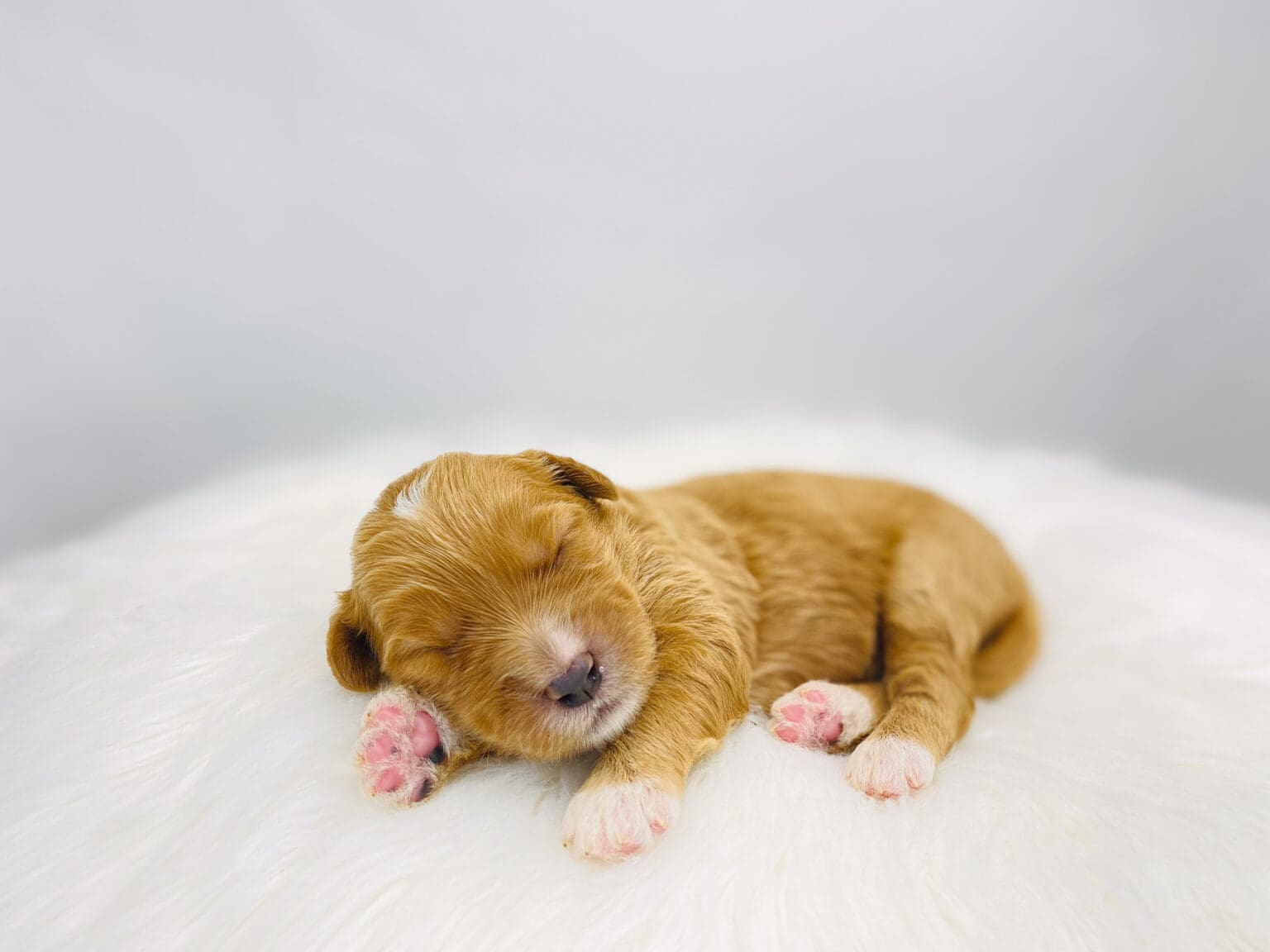 I am just a tiny baby and would love to join your family soon! Of course, you can’t see how cute and curly I will be when I get older, so the Dog Club will send updated photos when I am about 6 to 7 weeks old, if you choose to adopt me. Infant puppy deposits are refundable or transferrable.