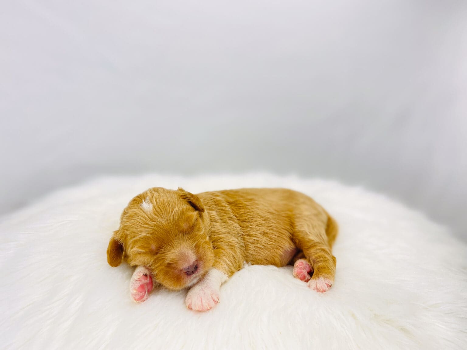 I am just a tiny baby and would love to join your family soon! Of course, you can’t see how cute and curly I will be when I get older, so the Dog Club will send updated photos when I am about 6 to 7 weeks old, if you choose to adopt me. Infant puppy deposits are refundable or transferrable.