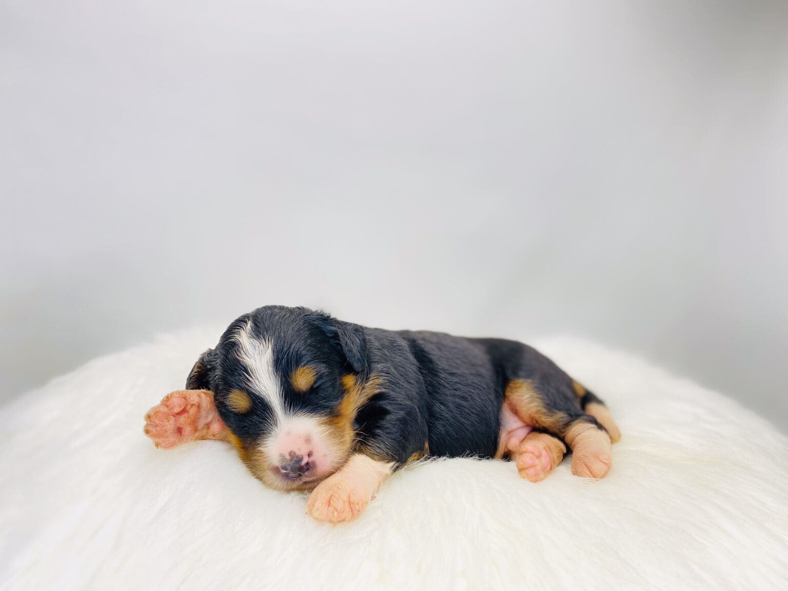 I am just a tiny baby and would love to join your family soon! Of course, you can’t see how cute and curly I will be when I get older, so the Dog Club will send updated photos when I am about 6 to 7 weeks old, if you choose to adopt me. Infant puppy deposits are refundable or transferrable.