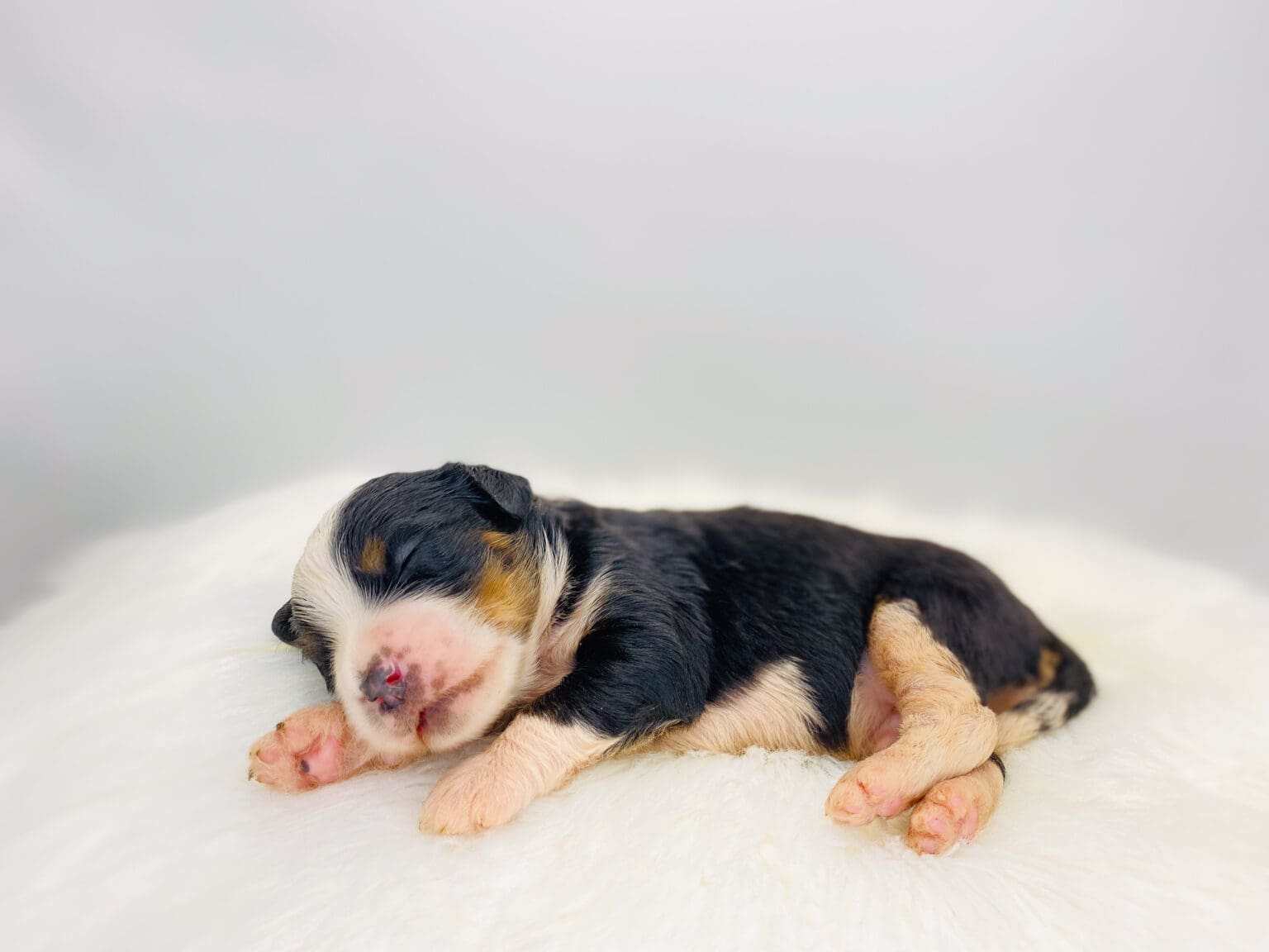 I am just a tiny baby and would love to join your family soon! Of course, you can’t see how cute and curly I will be when I get older, so the Dog Club will send updated photos when I am about 6 to 7 weeks old, if you choose to adopt me. Infant puppy deposits are refundable or transferrable.