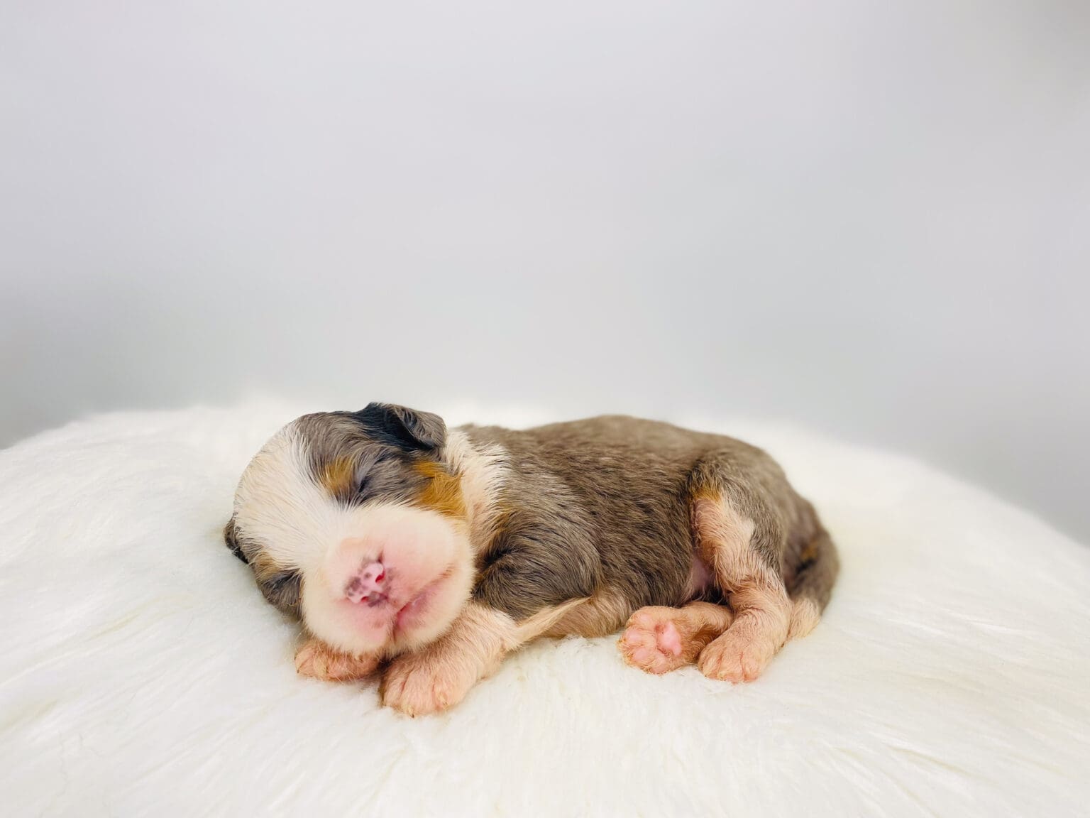 I am just a tiny baby and would love to join your family soon! Of course, you can’t see how cute and curly I will be when I get older, so the Dog Club will send updated photos when I am about 6 to 7 weeks old, if you choose to adopt me. Infant puppy deposits are refundable or transferrable.