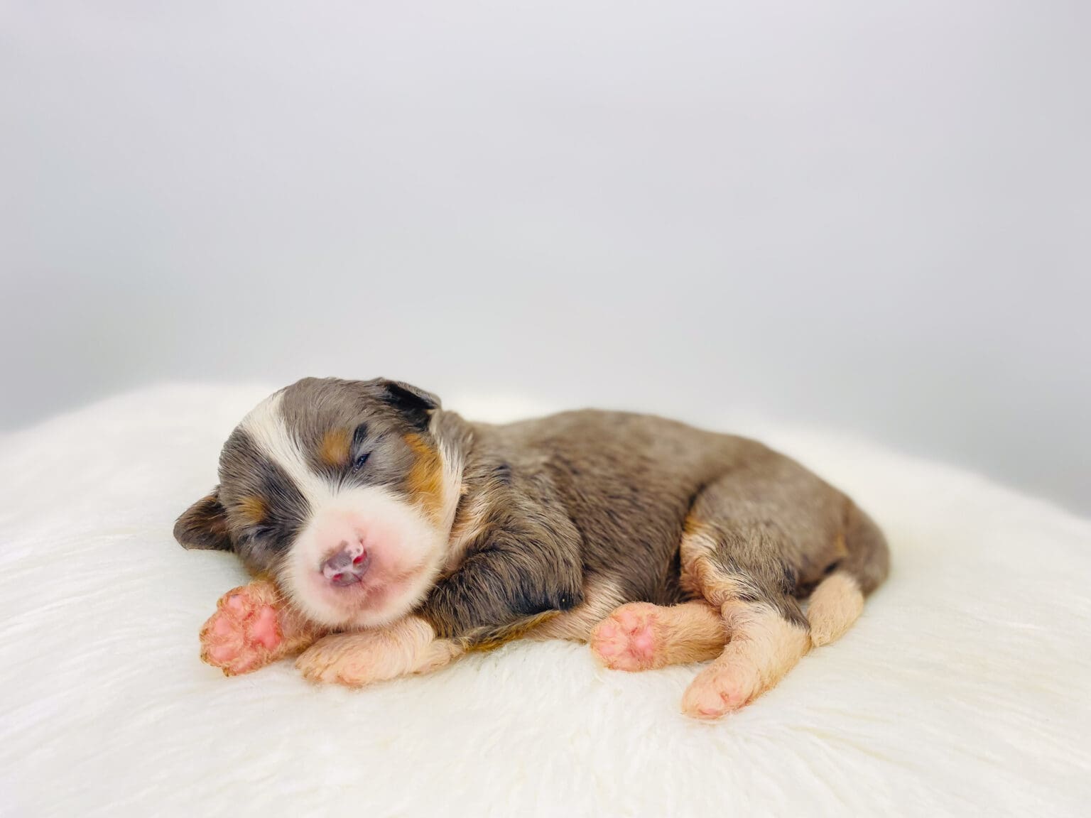 I am just a tiny baby and would love to join your family soon! Of course, you can’t see how cute and curly I will be when I get older, so the Dog Club will send updated photos when I am about 6 to 7 weeks old, if you choose to adopt me. Infant puppy deposits are refundable or transferrable.
