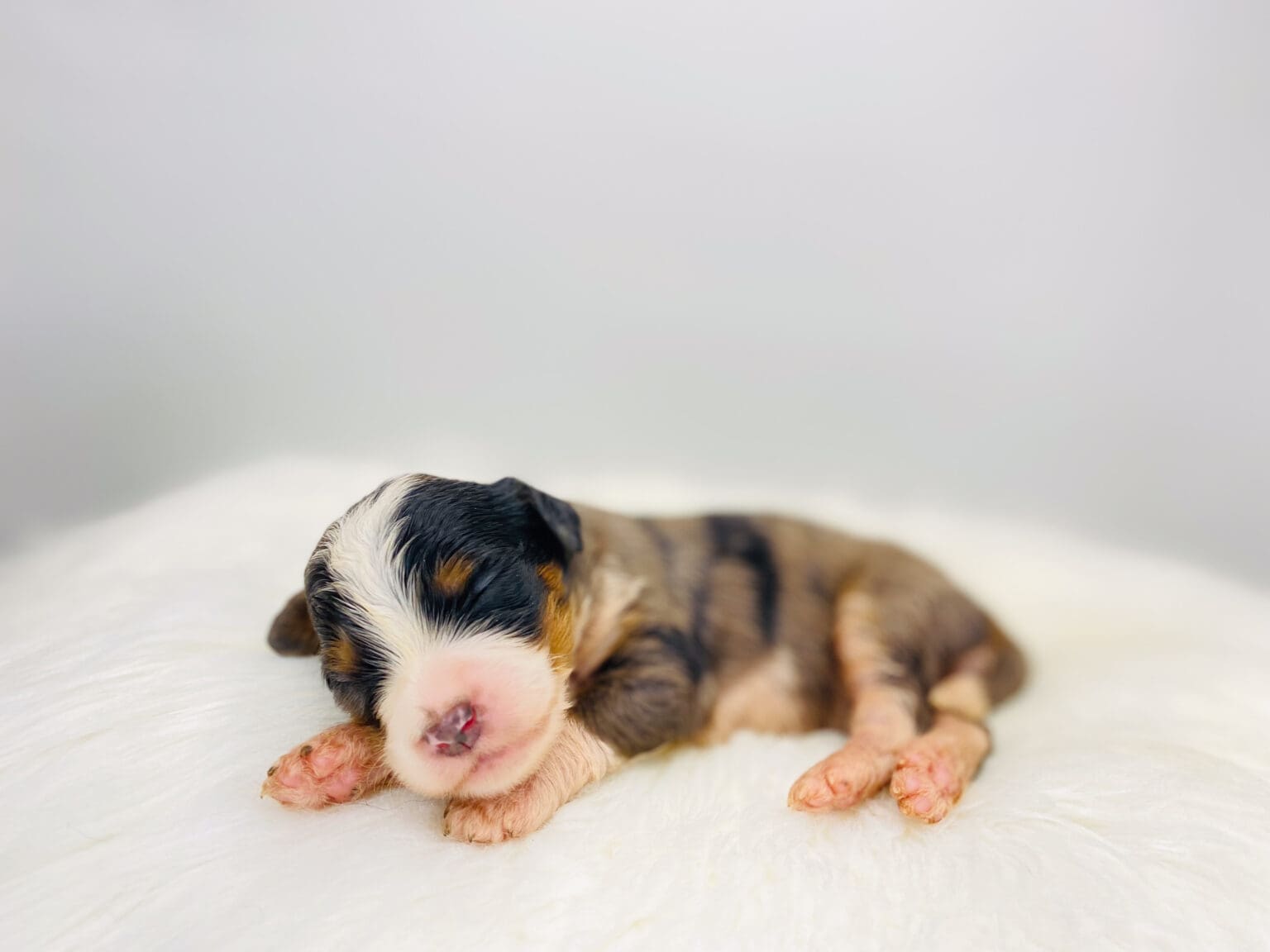 I am just a tiny baby and would love to join your family soon! Of course, you can’t see how cute and curly I will be when I get older, so the Dog Club will send updated photos when I am about 6 to 7 weeks old, if you choose to adopt me. Infant puppy deposits are refundable or transferrable.