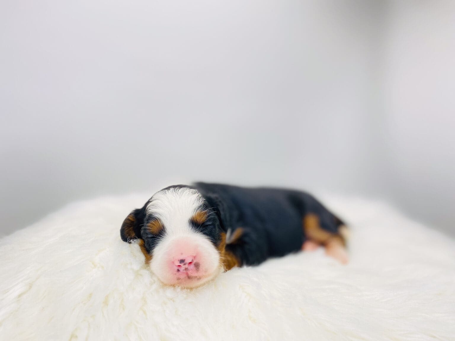 I am just a tiny baby and would love to join your family soon! Of course, you can’t see how cute and curly I will be when I get older, so the Dog Club will send updated photos when I am about 6 to 7 weeks old, if you choose to adopt me. Infant puppy deposits are refundable or transferrable.