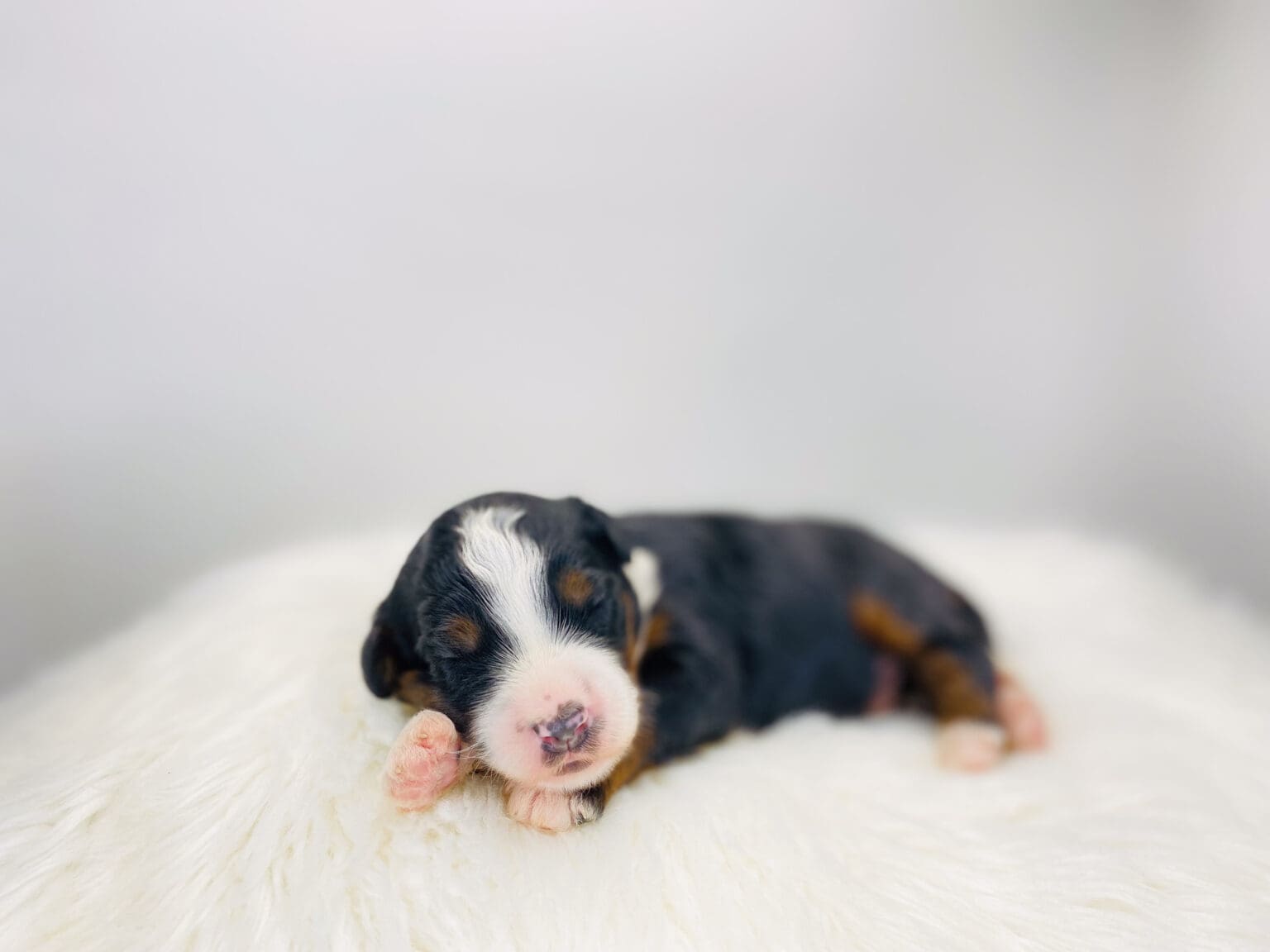 I am just a tiny baby and would love to join your family soon! Of course, you can’t see how cute and curly I will be when I get older, so the Dog Club will send updated photos when I am about 6 to 7 weeks old, if you choose to adopt me. Infant puppy deposits are refundable or transferrable.